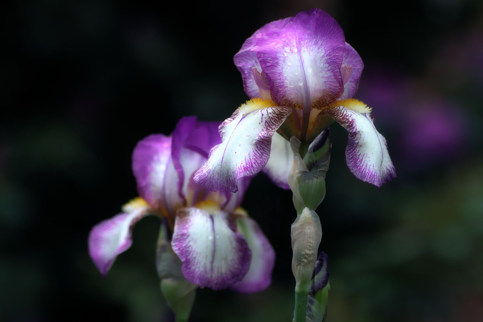 Tamron SP 90mm F2.8 Di VC USD 1:1 Macro sample photo. Iris, purple, flower photography