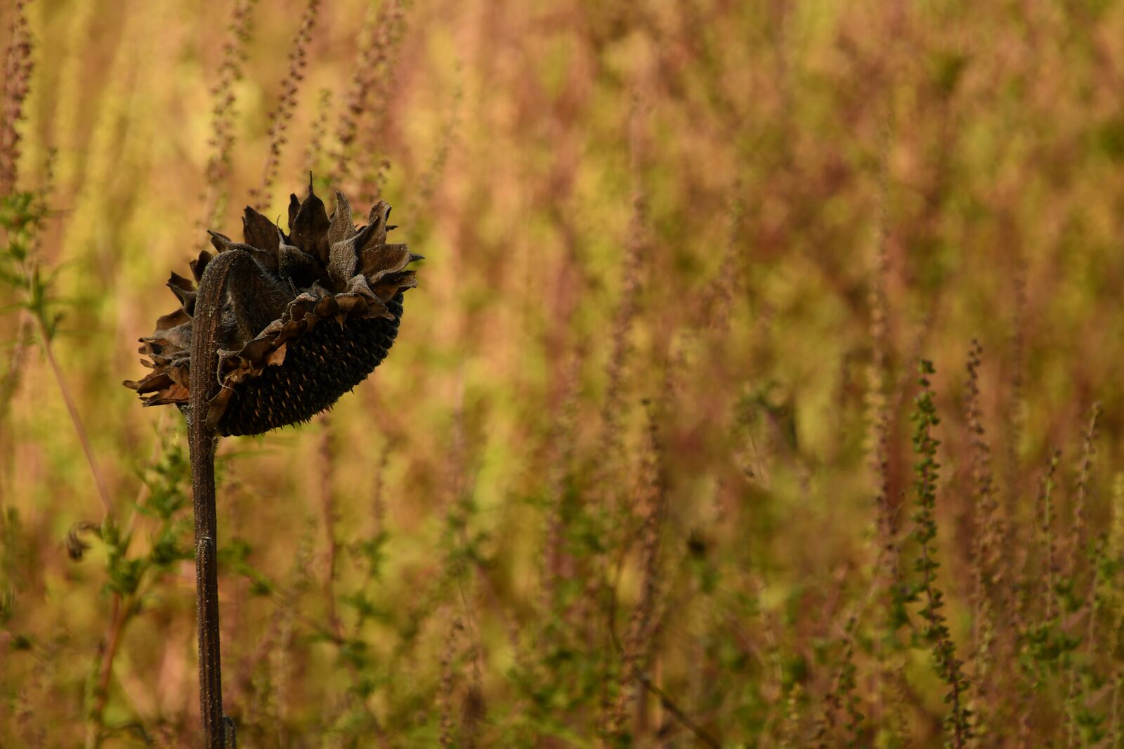 Nikon D7500 sample photo. Autumn, ragweed, sunflower photography