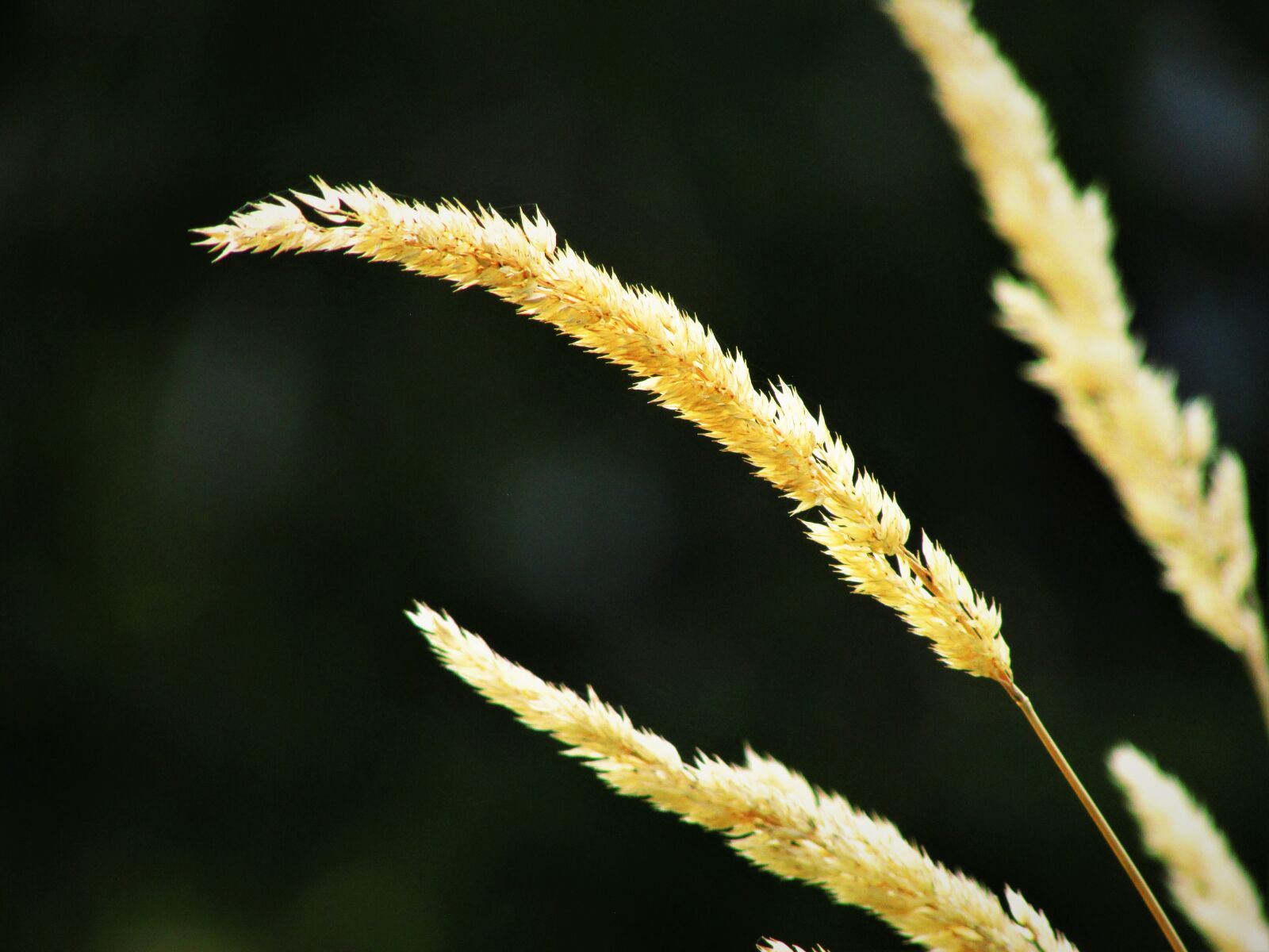 Canon PowerShot SX500 IS sample photo. Grass, nature, summer photography