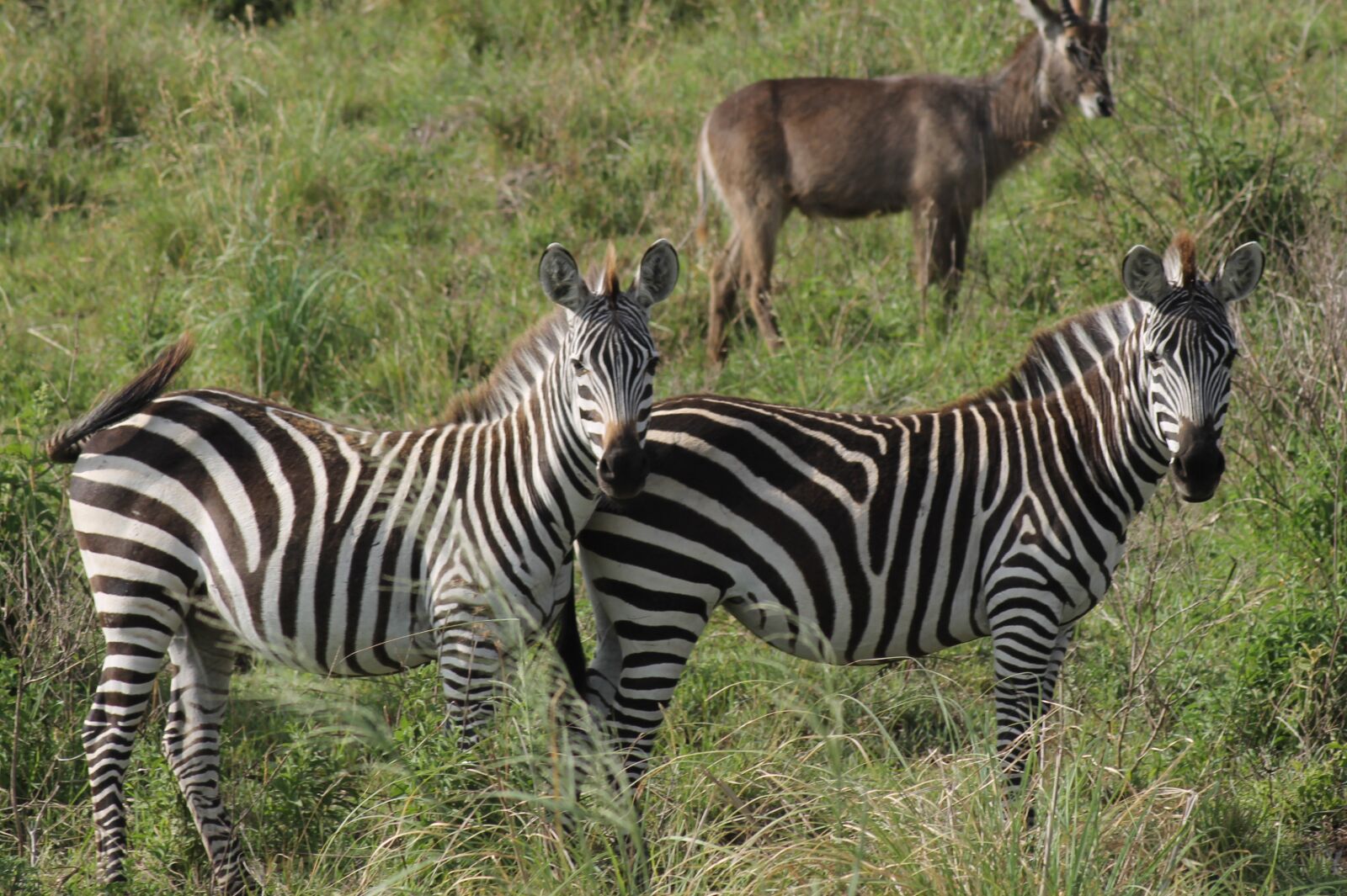 Canon EOS 1100D (EOS Rebel T3 / EOS Kiss X50) sample photo. Zebra, africa, safari photography