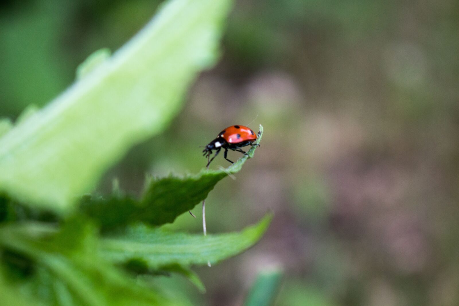 Canon EOS 700D (EOS Rebel T5i / EOS Kiss X7i) sample photo. Ladybug, nature, spring photography