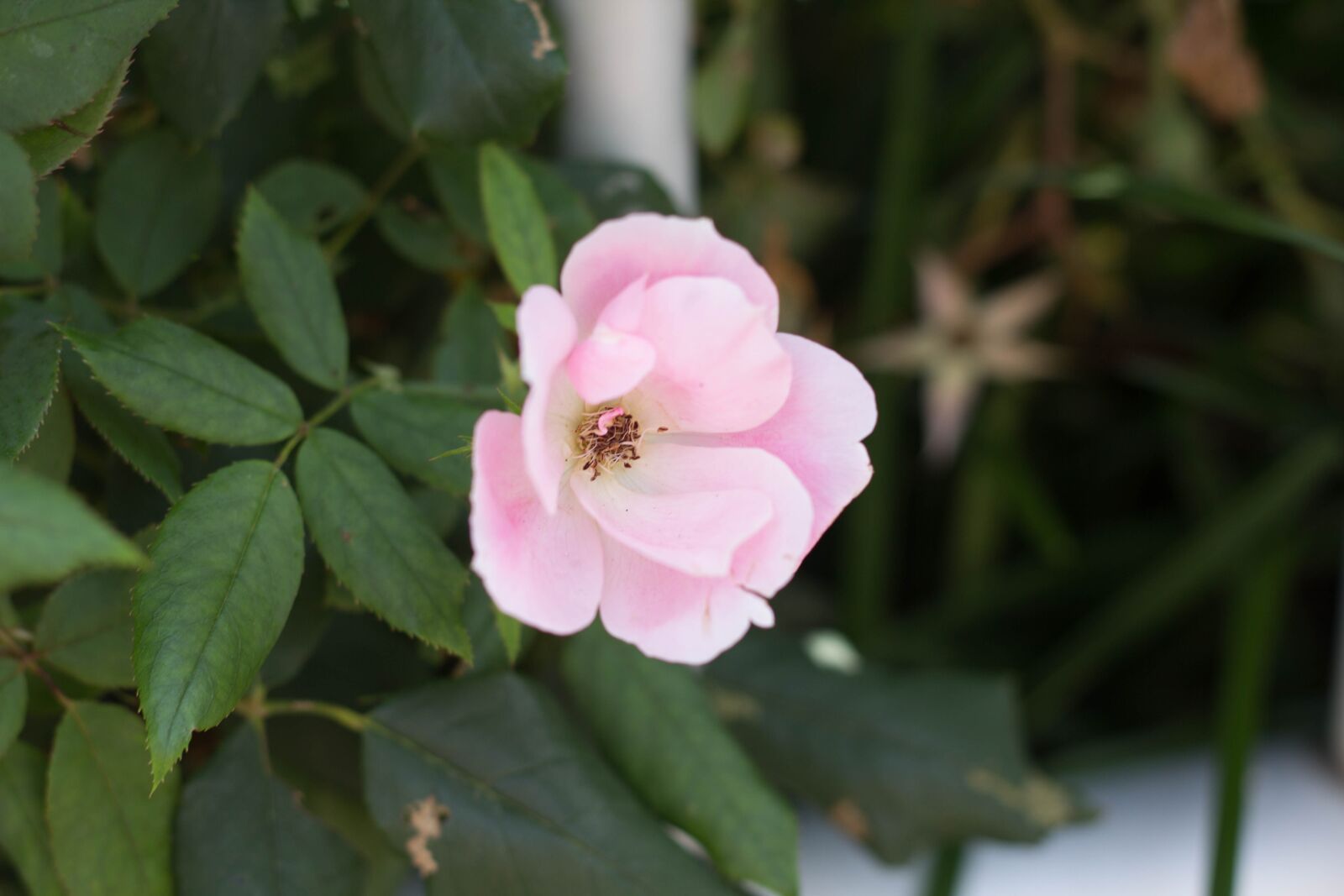 Canon EOS 60D + Canon EF 50mm F1.8 II sample photo. Flower, plant, pink photography
