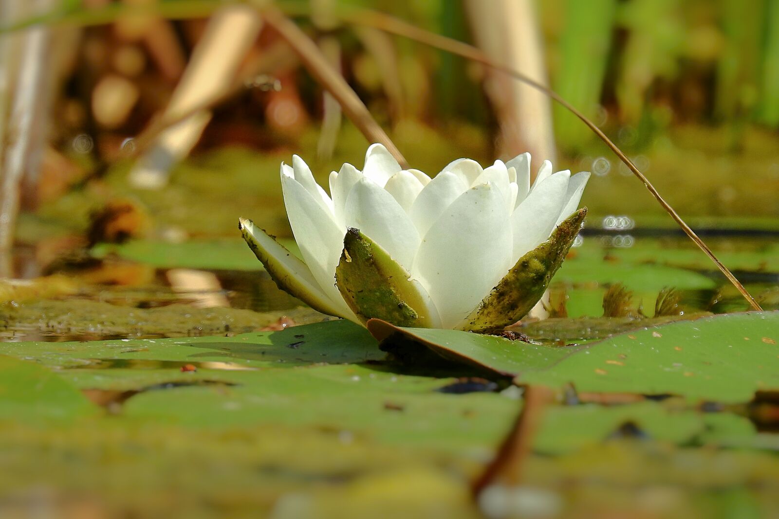 Nikon Coolpix P900 sample photo. Lily white, lake, flower photography
