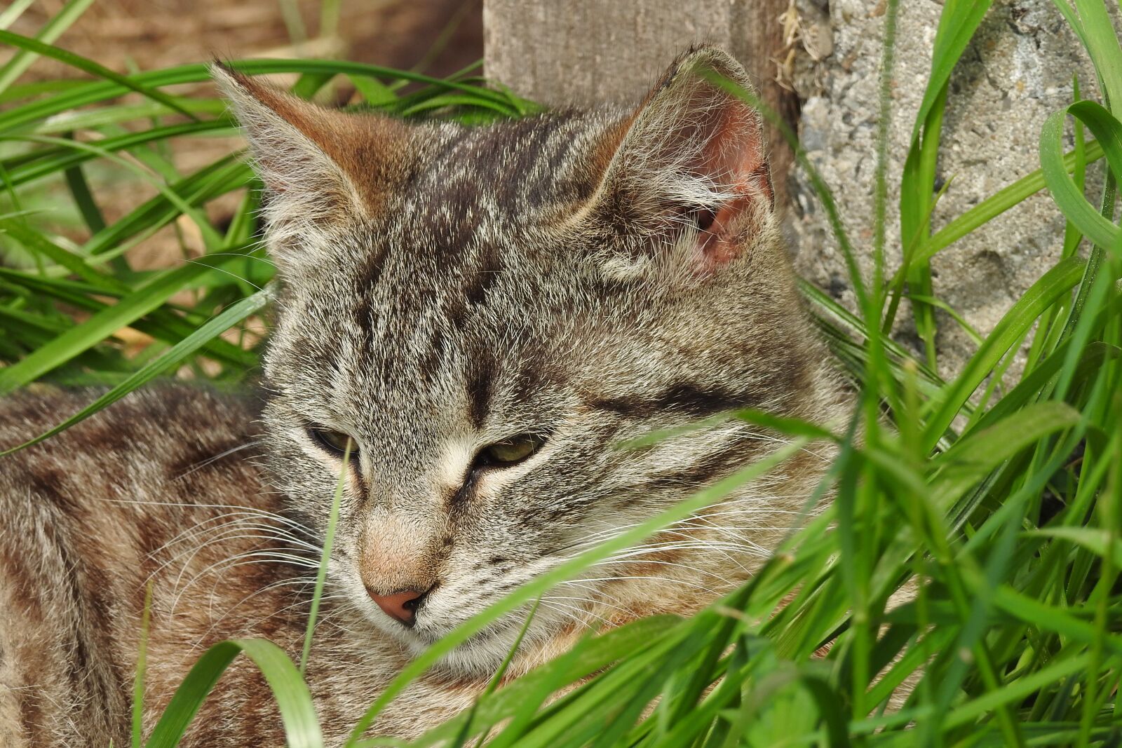 Nikon Coolpix P900 sample photo. Animals, nature, charming photography