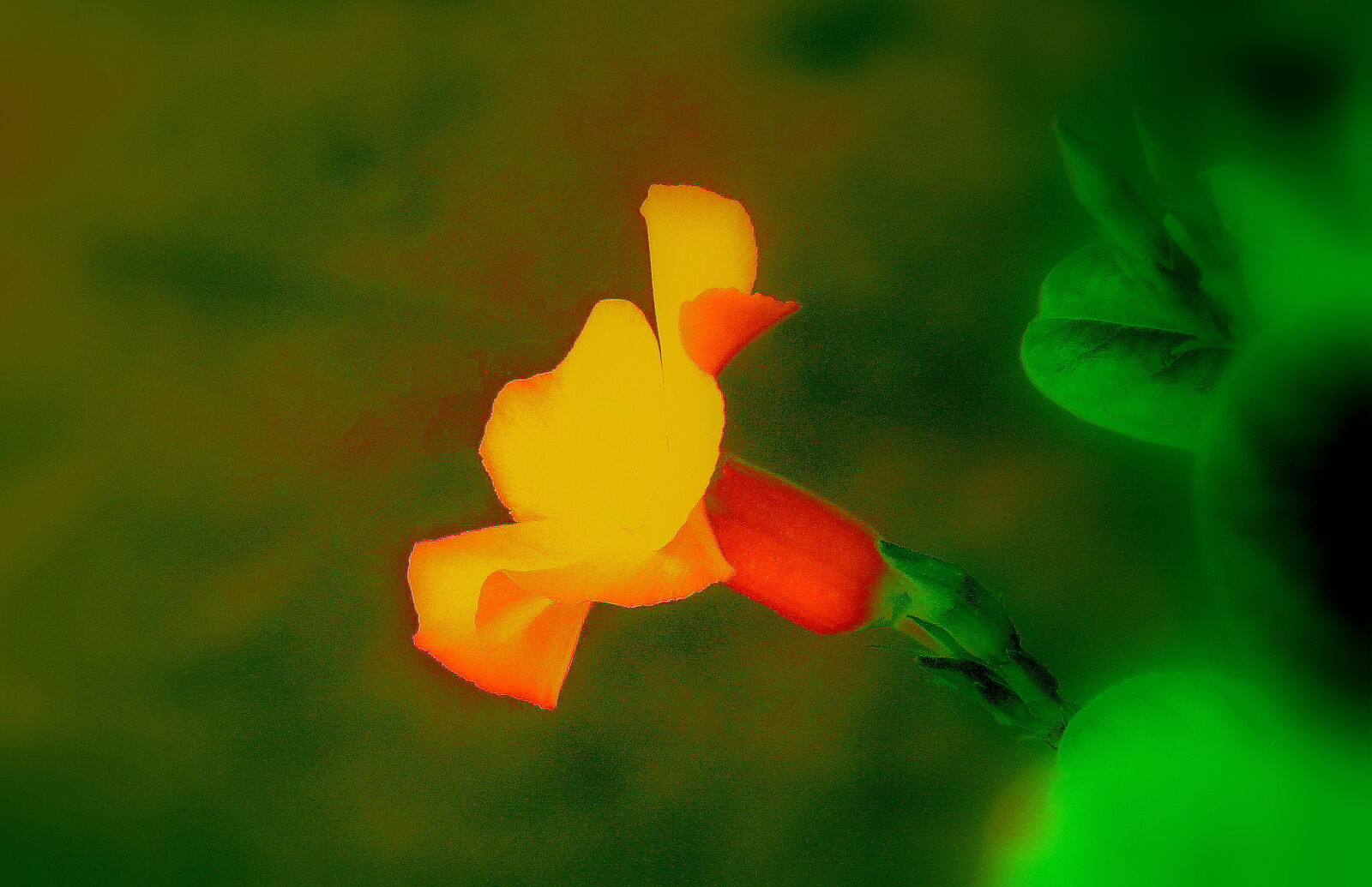 Sony Cyber-shot DSC-HX9V sample photo. Close, up, of, flower photography