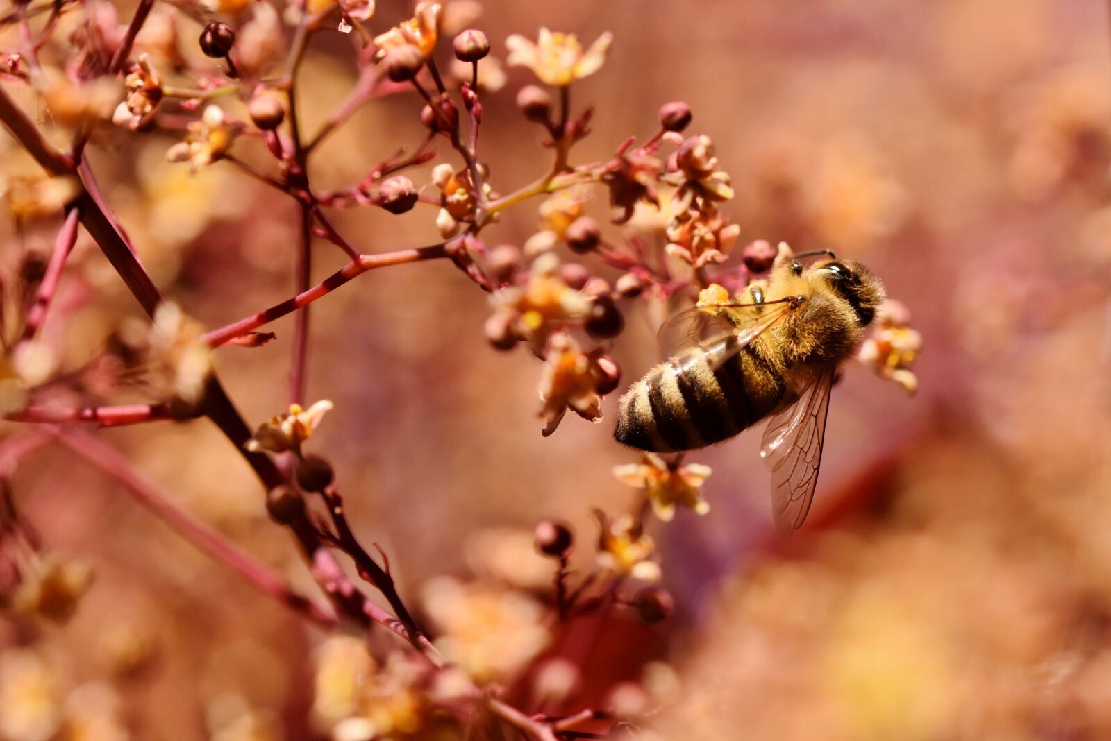 Nikon D7200 sample photo. Bee, honey bee, insect photography