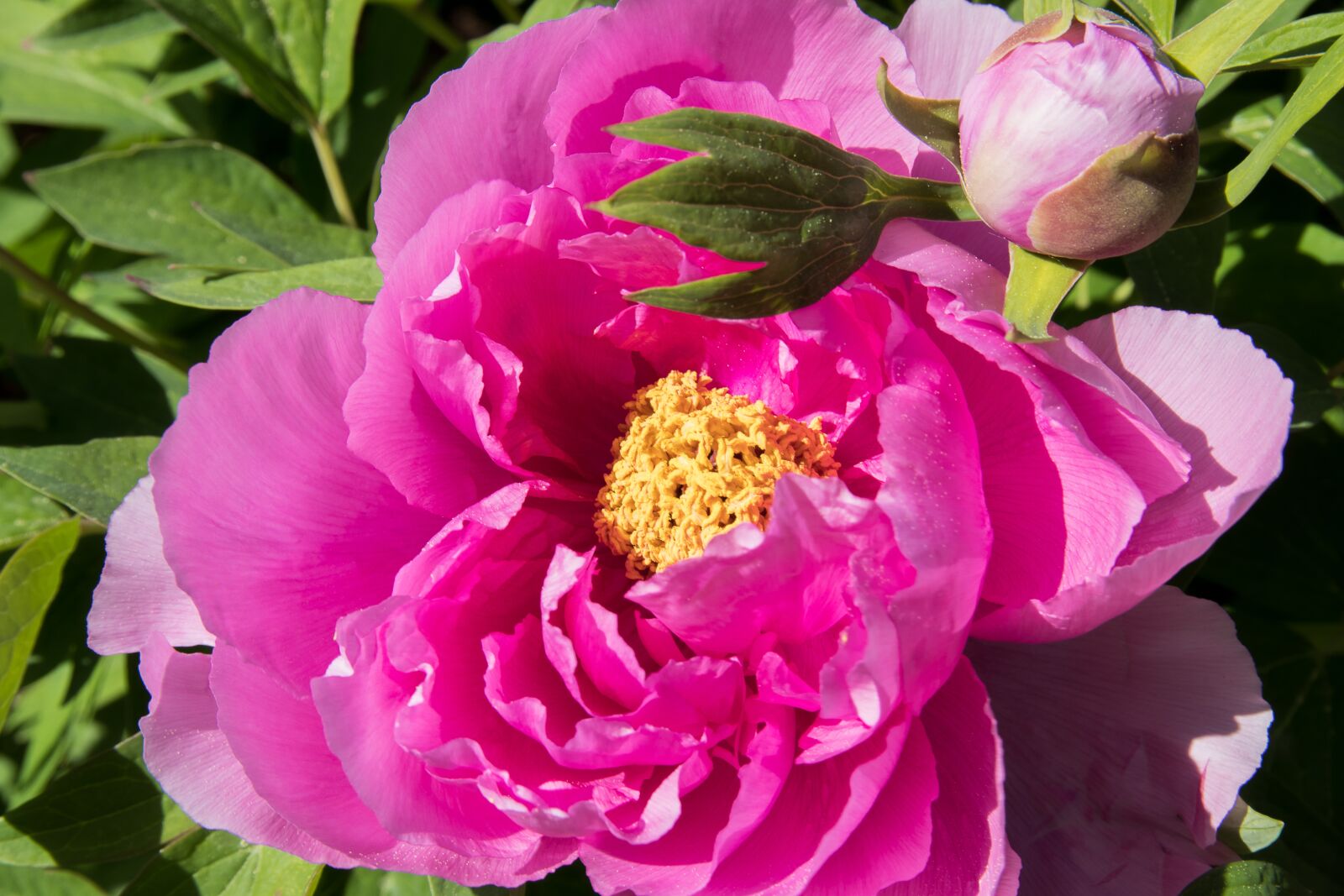 Canon EOS 80D sample photo. Peony, plant, blossom photography