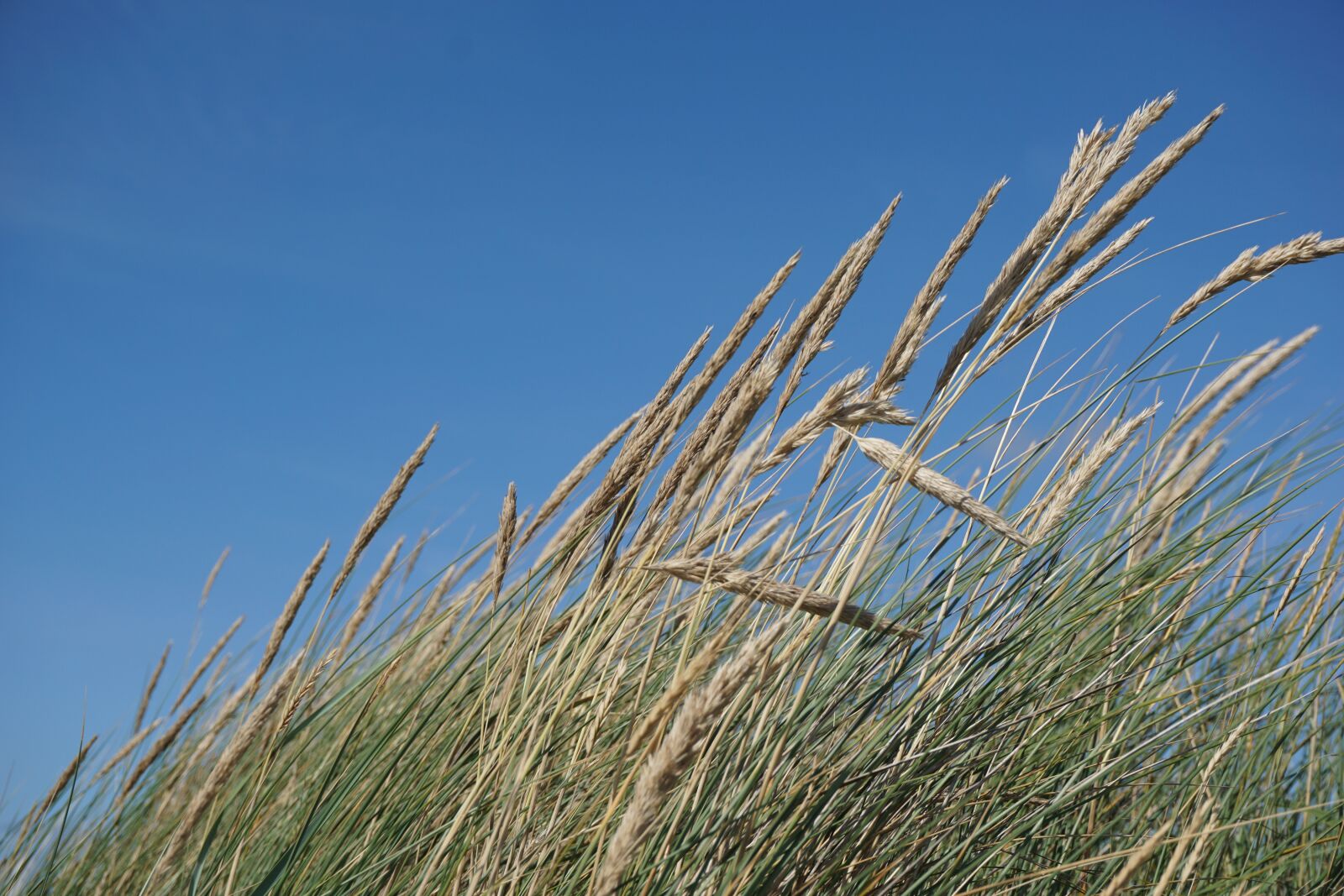 Sony a6000 sample photo. Grass, dike, north sea photography
