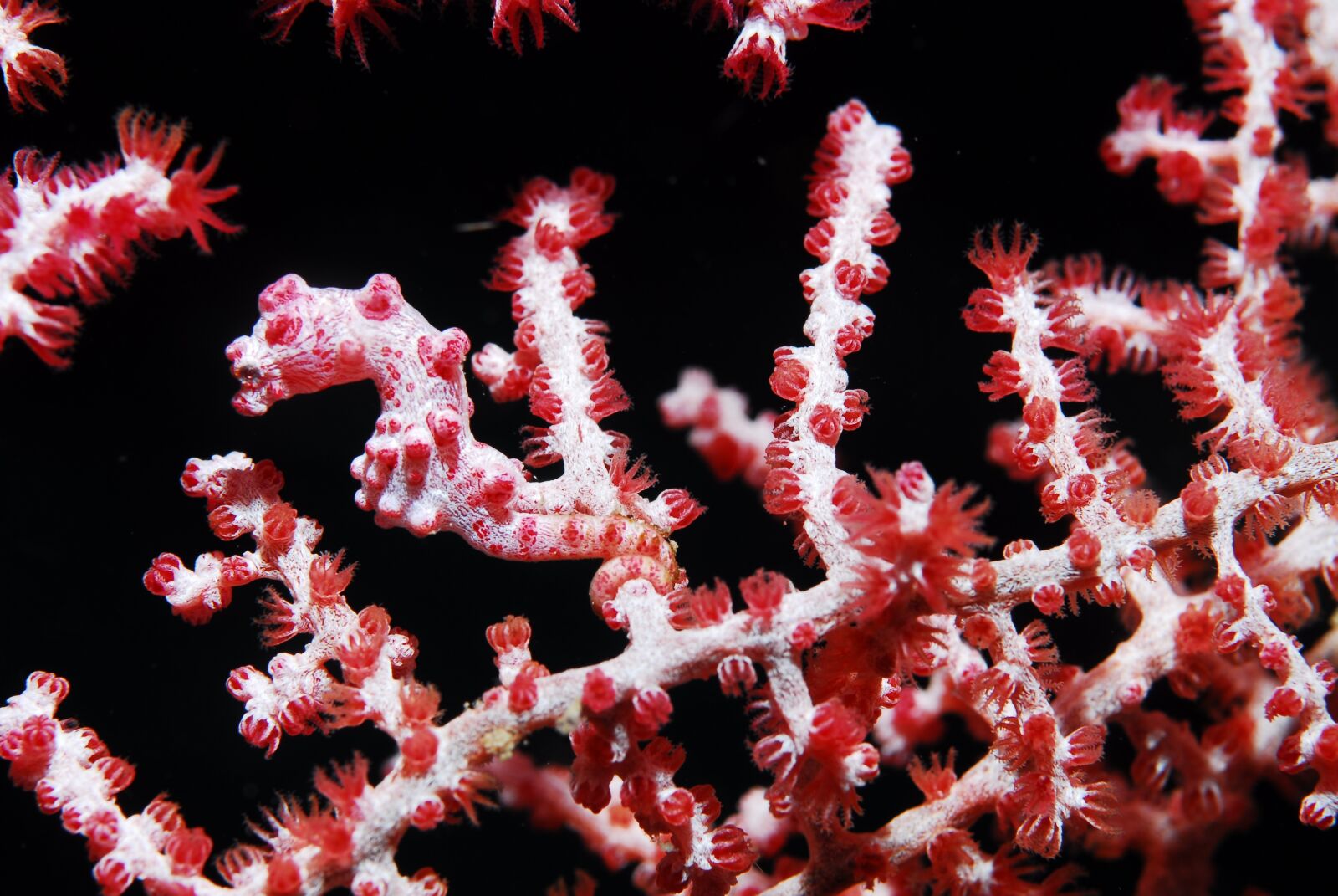 Nikon D200 sample photo. Hippocampus, pygmé, gorgon photography