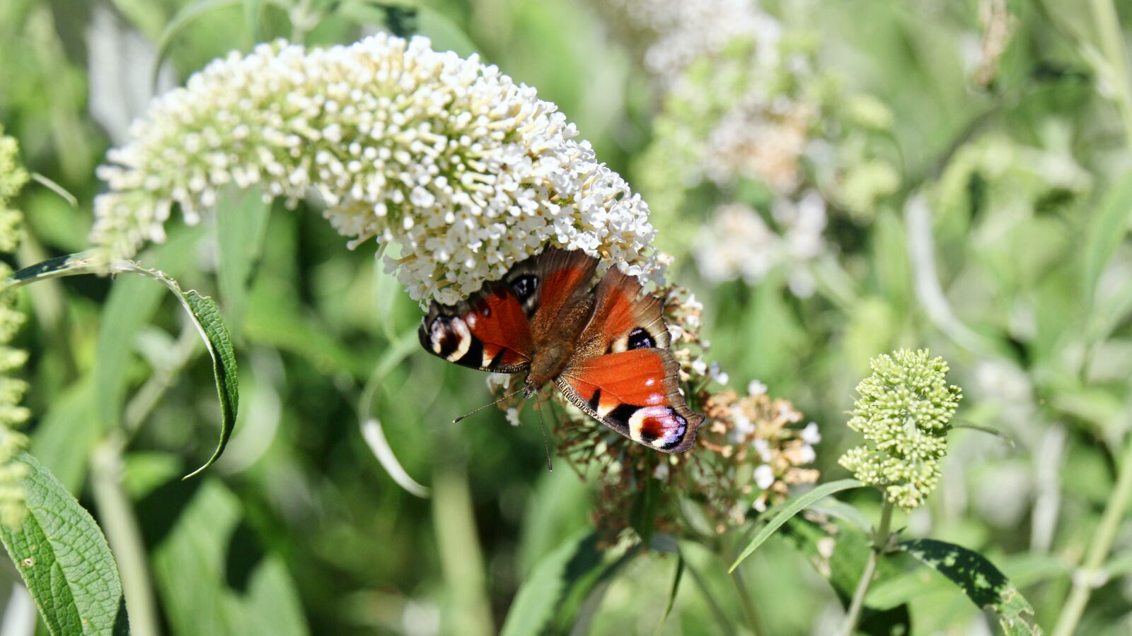 Canon EOS 60D sample photo. Butterfly, torpedo, painted peacock photography