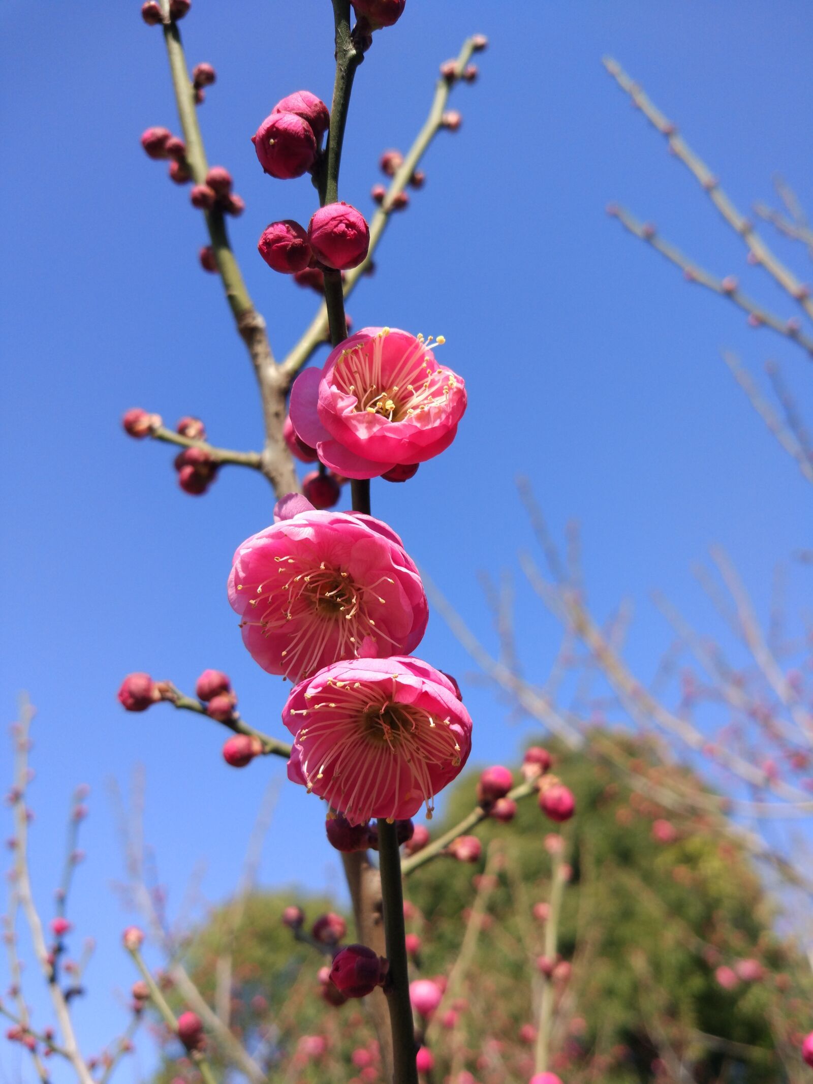 Xiaomi MI 5 sample photo. Peach blossom, spring, close-up photography