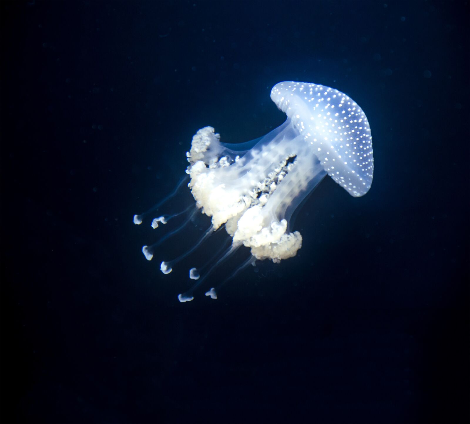 Nikon D5100 sample photo. Jellyfish, underwater, nature photography