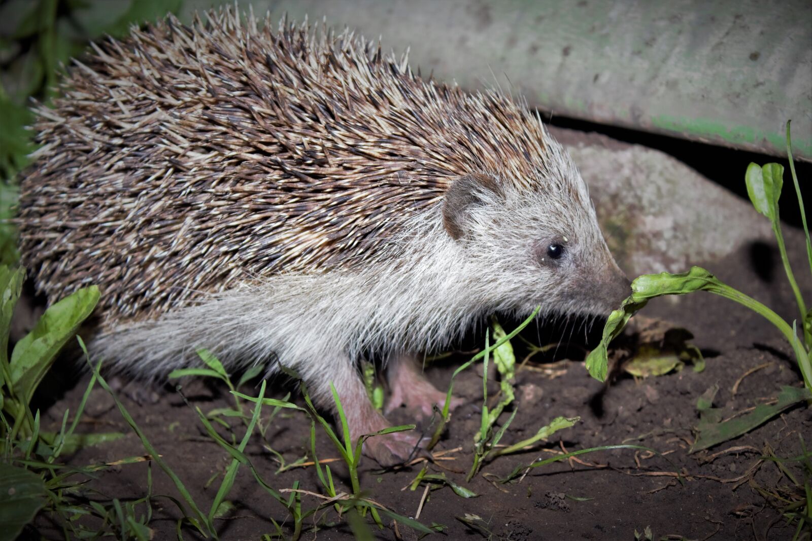 Canon EOS 650D (EOS Rebel T4i / EOS Kiss X6i) sample photo. Mammal, hedgehog, protection photography