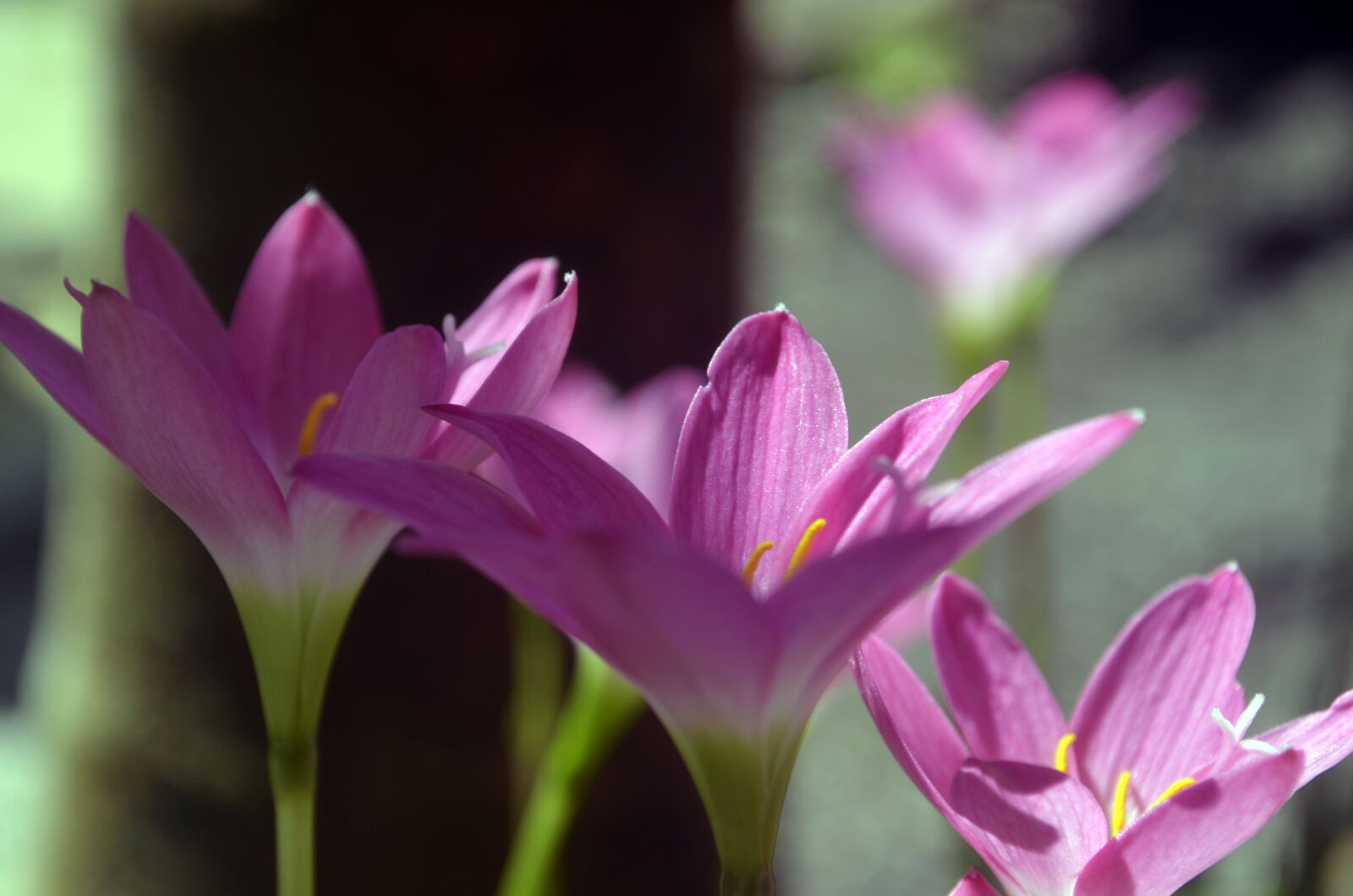 Nikon AF-S Nikkor 600mm F4D ED-IF II sample photo. Beautiful, flowers, flower, pink photography