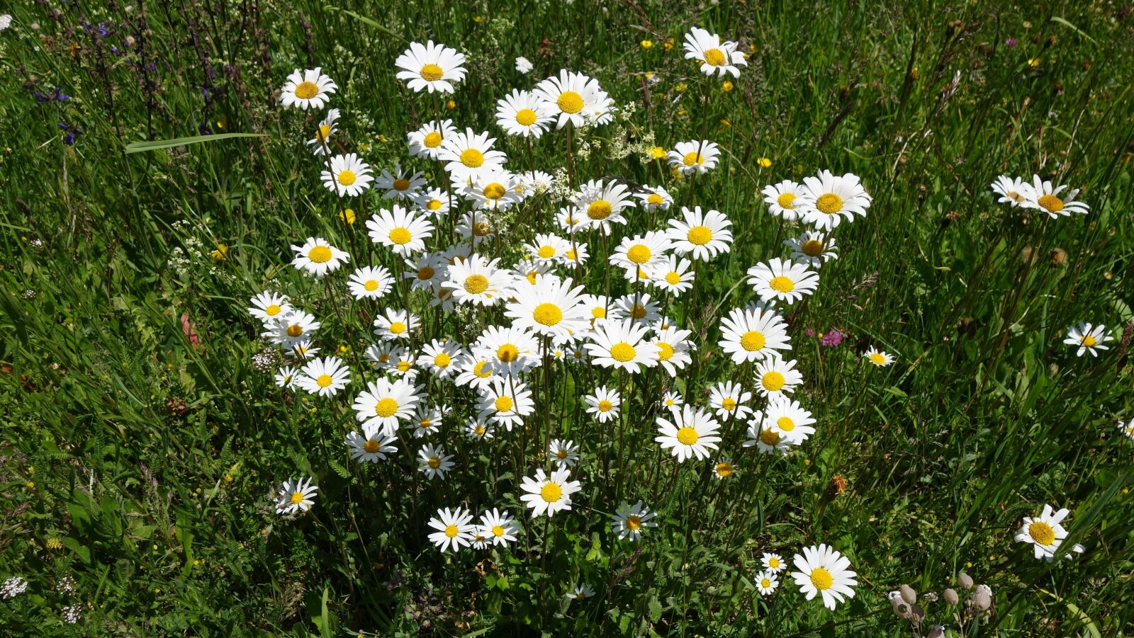 Sony Cyber-shot DSC-RX100 II sample photo. Flowers, white, spring photography