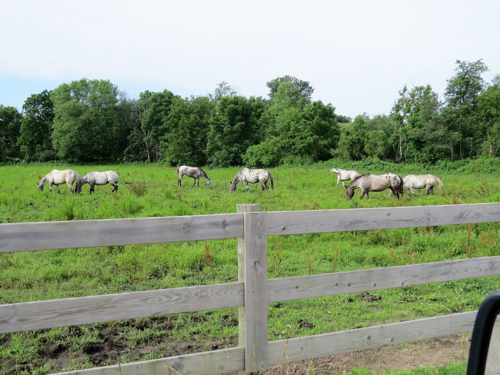 Canon PowerShot SX50 HS sample photo. Horses, appaloosa, large photography