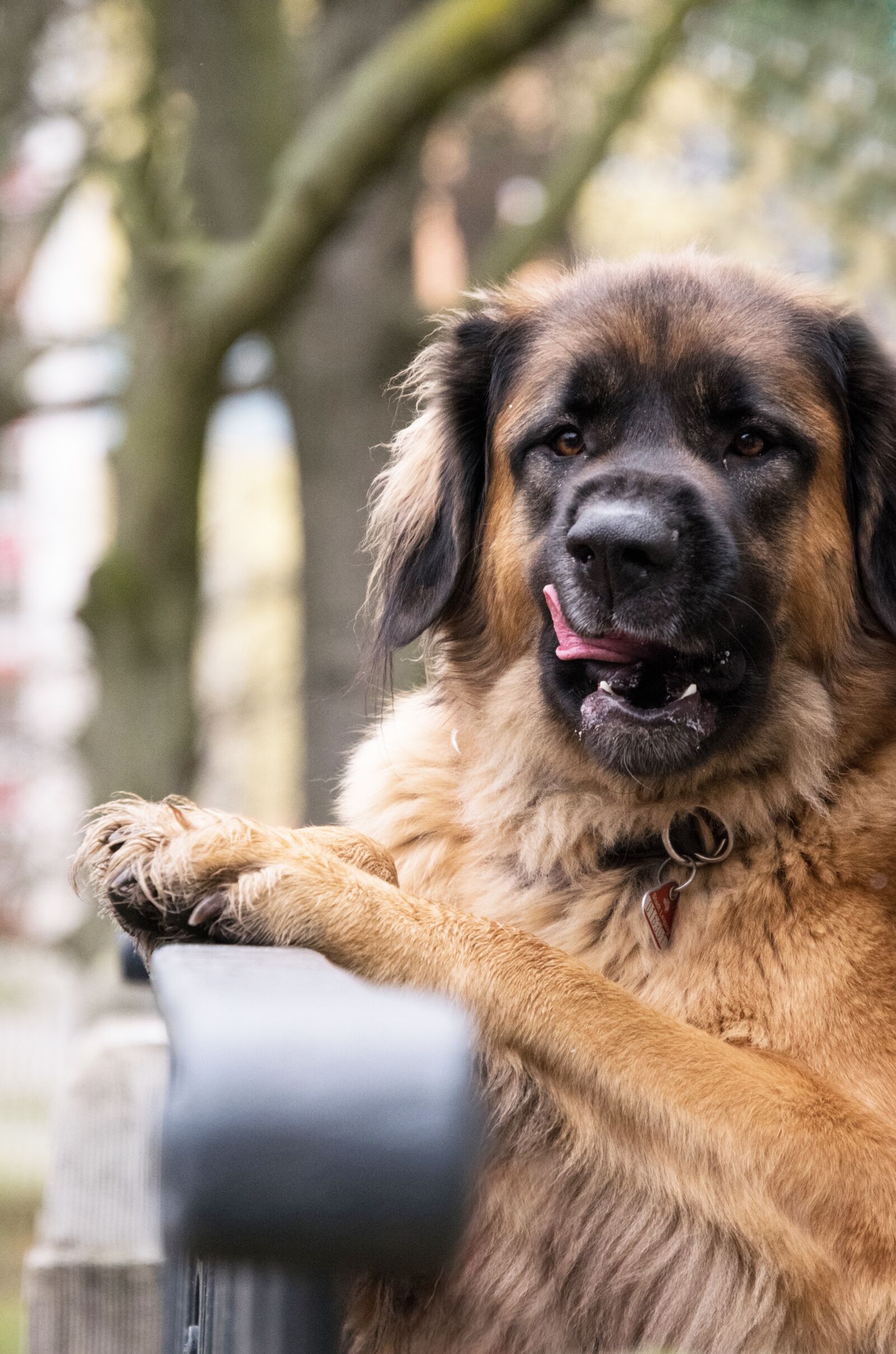 Nikon D3300 sample photo. Dog, cute, mammal photography