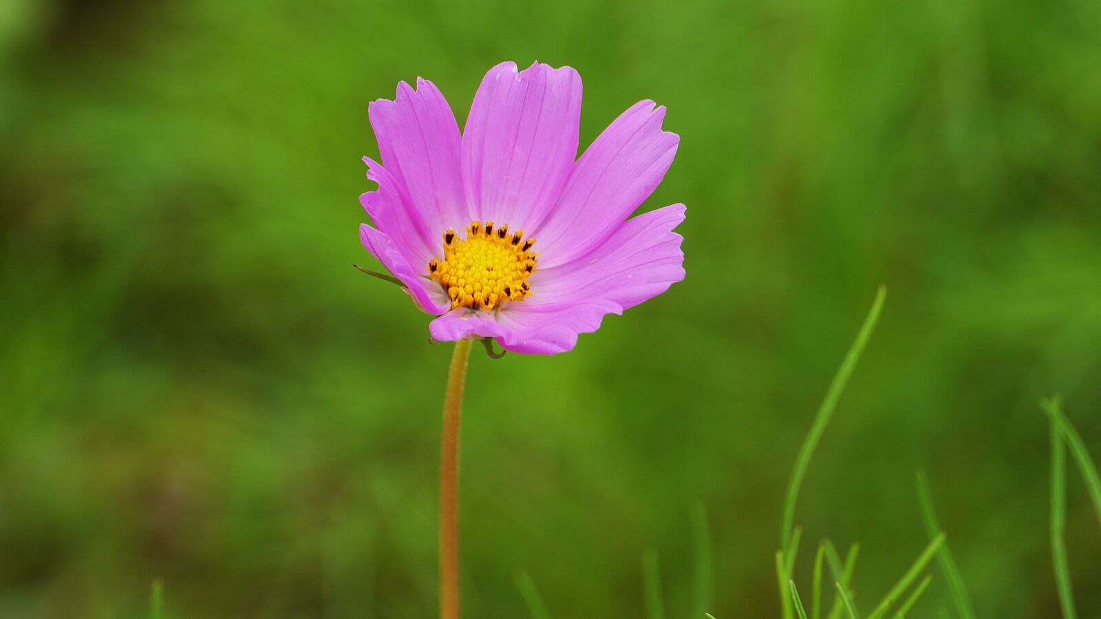 Panasonic Lumix DMC-GH3 sample photo. Cosmos, pink, flowers photography