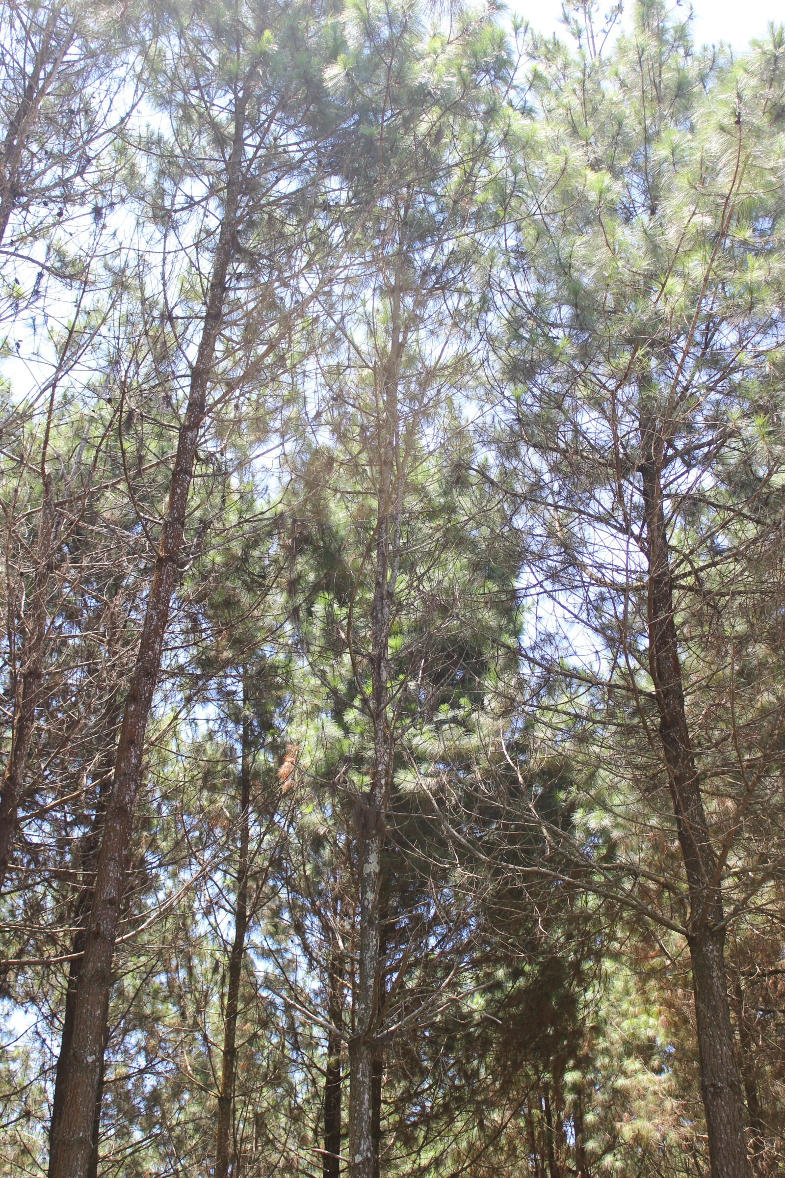 Canon EOS 600D (Rebel EOS T3i / EOS Kiss X5) sample photo. Wood, forest, nature photography
