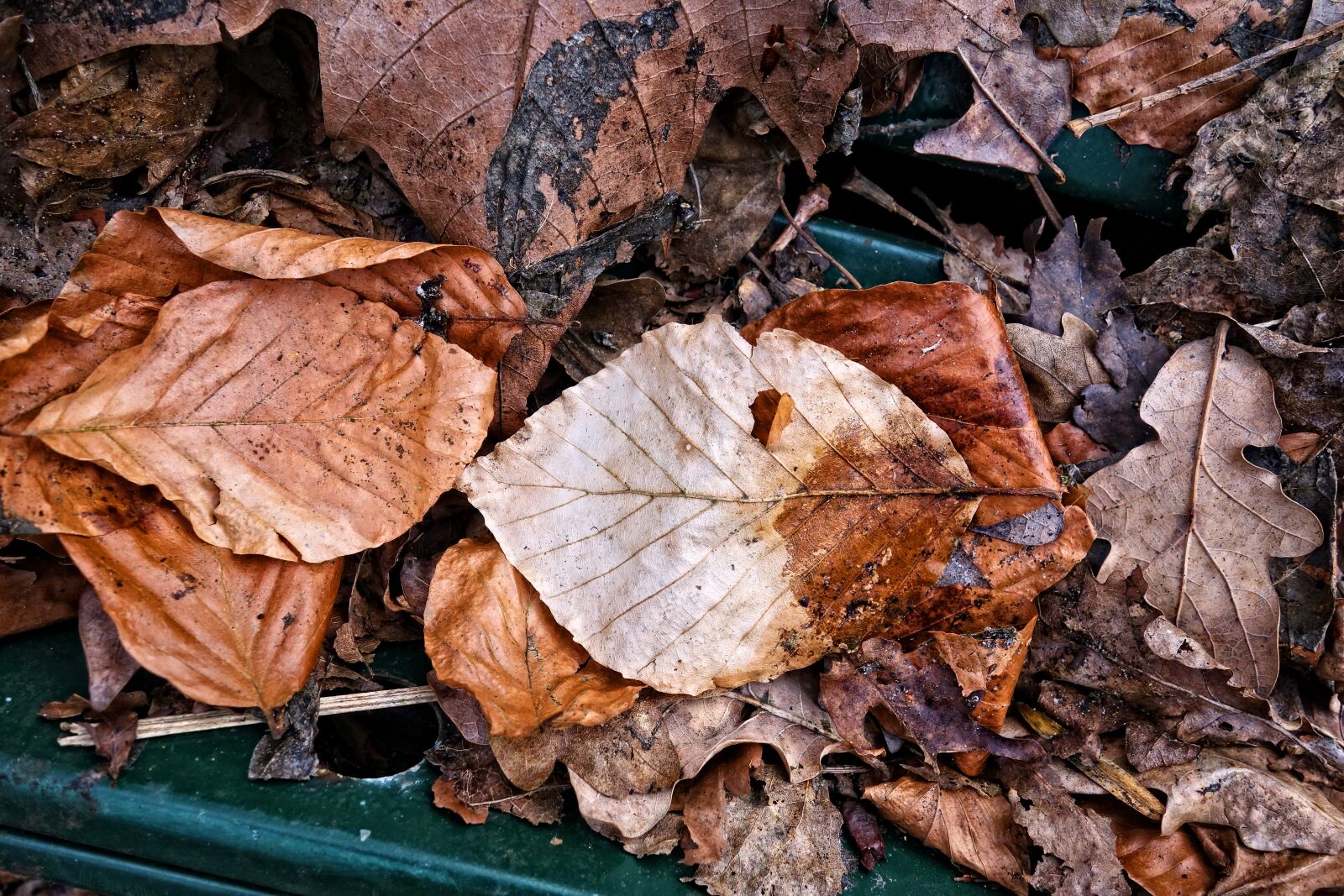 Sony Cyber-shot DSC-RX100 sample photo. Leaf, dead leaf, brown photography