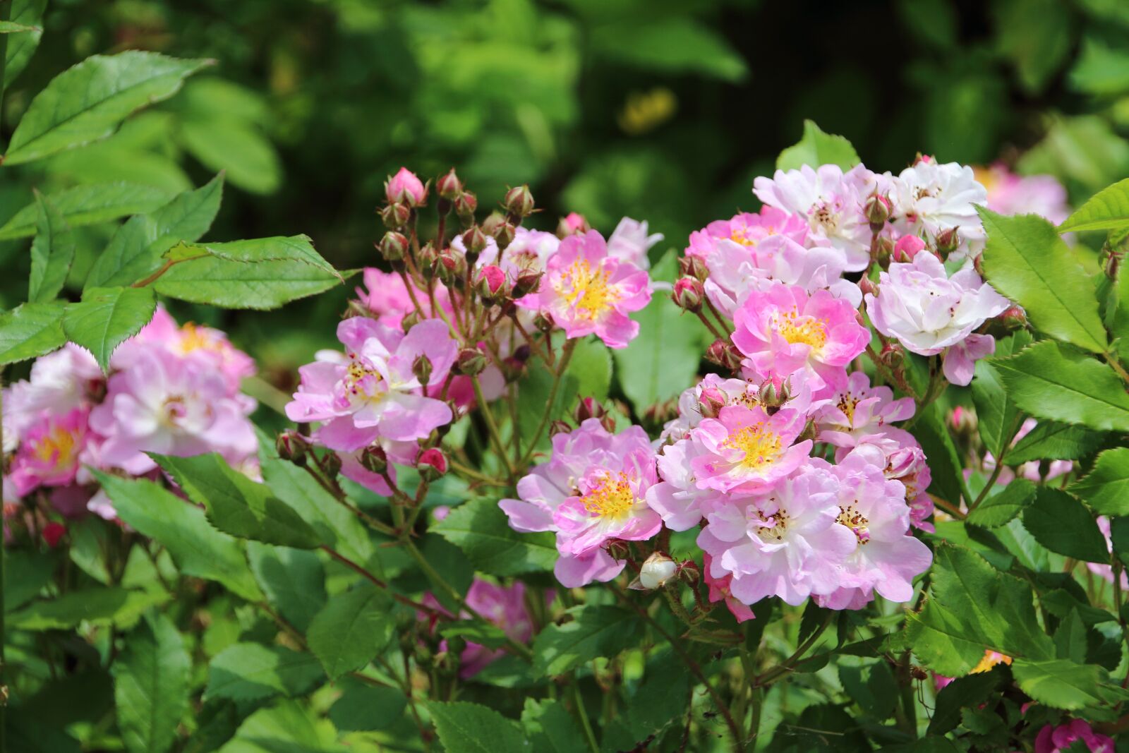 Canon EOS 650D (EOS Rebel T4i / EOS Kiss X6i) sample photo. Pink, garden, nature photography