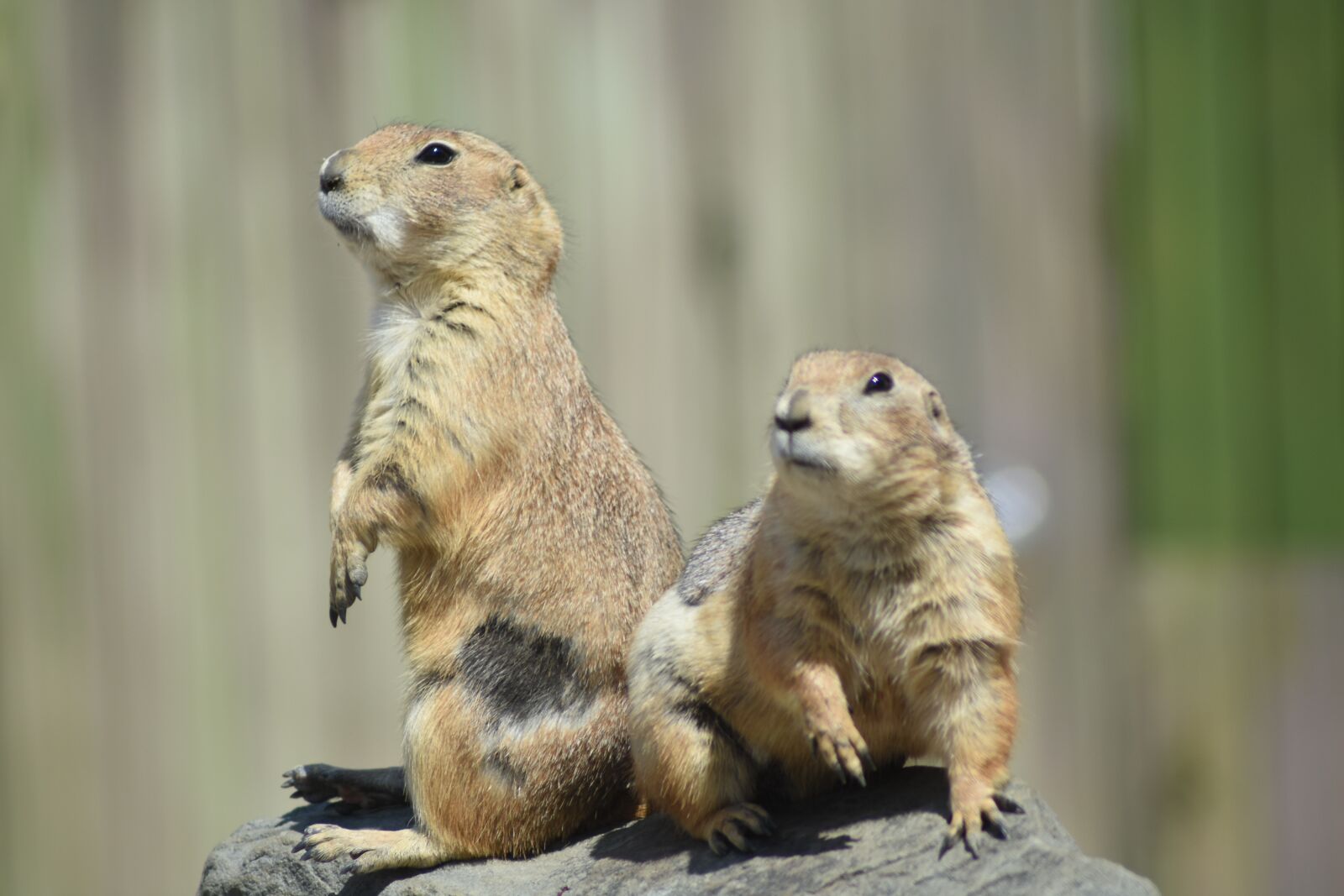 Nikon D7200 sample photo. Marmot, zoo, cute photography