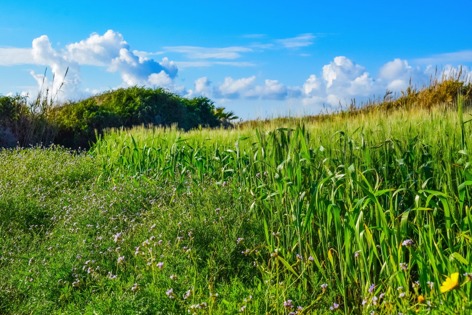 Nikon D3300 sample photo. Spring, nature, grass photography