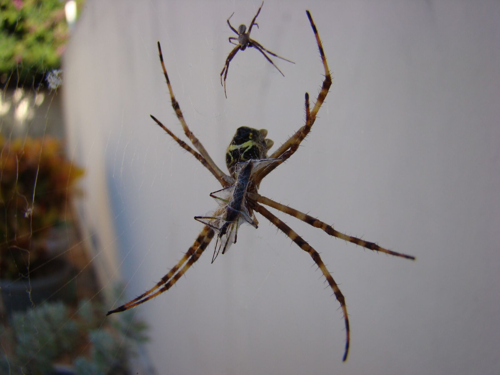 Sony DSC-H7 sample photo. Spider, arachnid, web photography