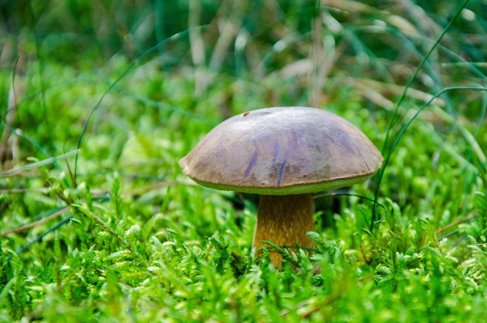 Nikon D5100 sample photo. Boletus-boletus, chestnut, mushroom photography