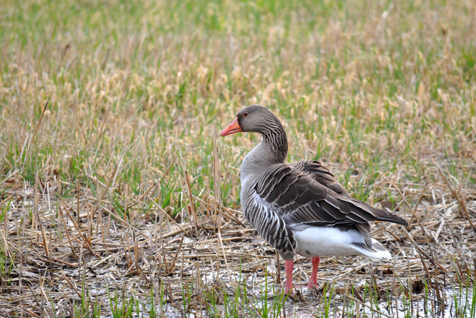 Nikon D90 sample photo. Greylag goose, anser anser photography