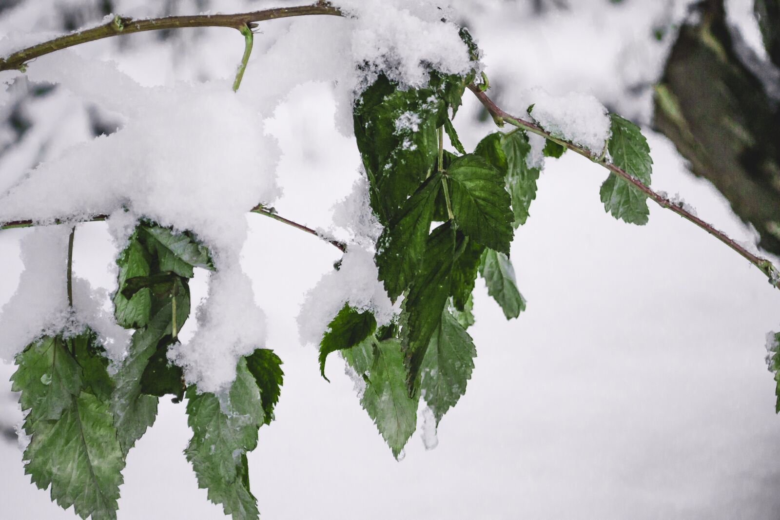 Nikon D3100 sample photo. Freezing, the first, snow photography