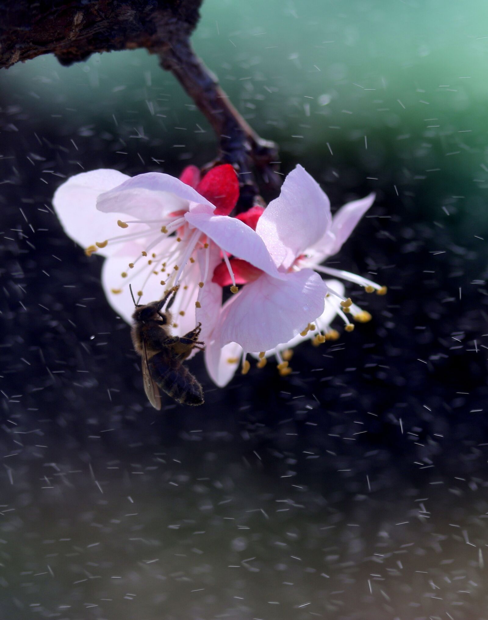 Canon EF-S 60mm F2.8 Macro USM sample photo. Flowers, white, spring photography