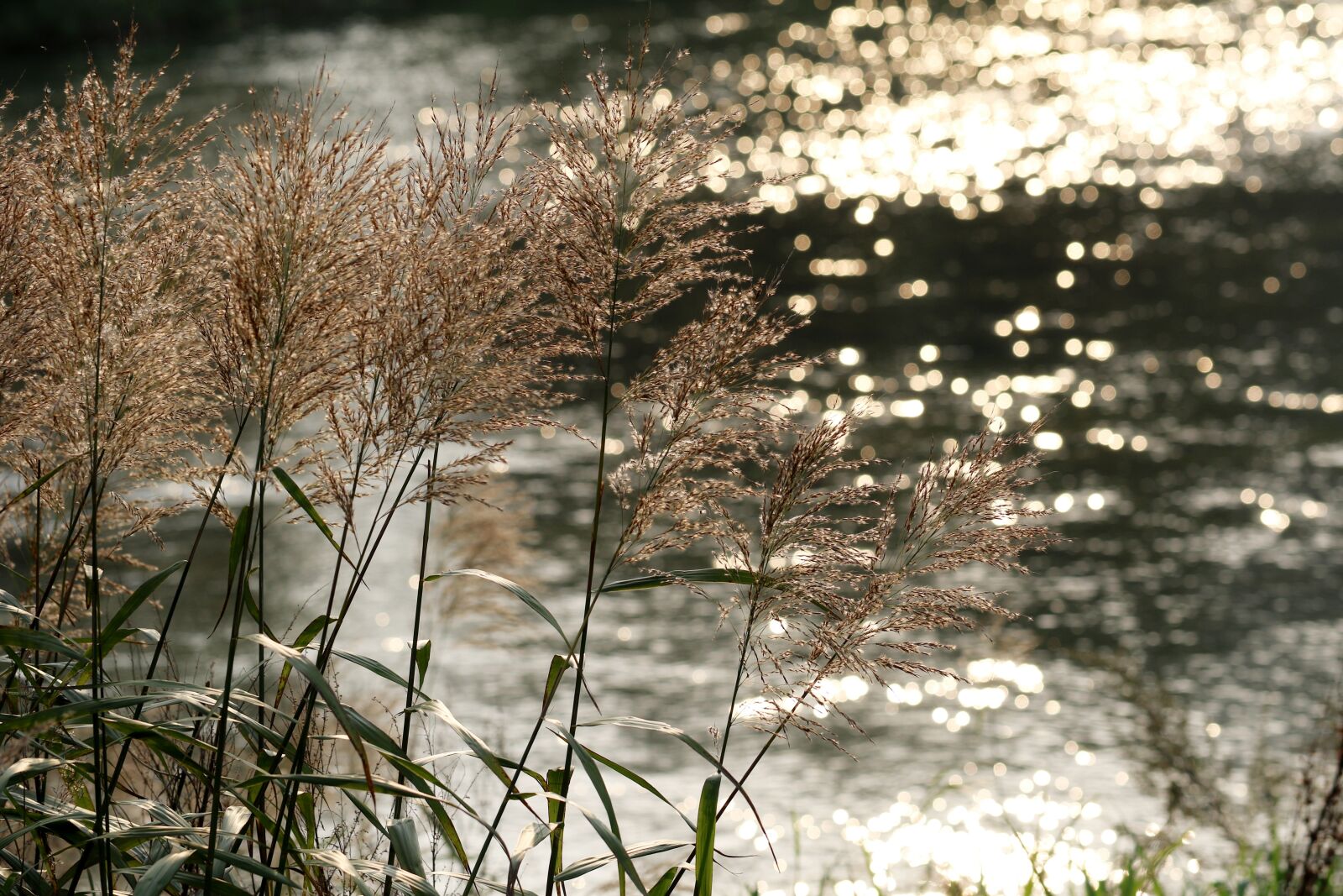 Canon EOS 7D Mark II sample photo. Foxtail, reed, riverside photography