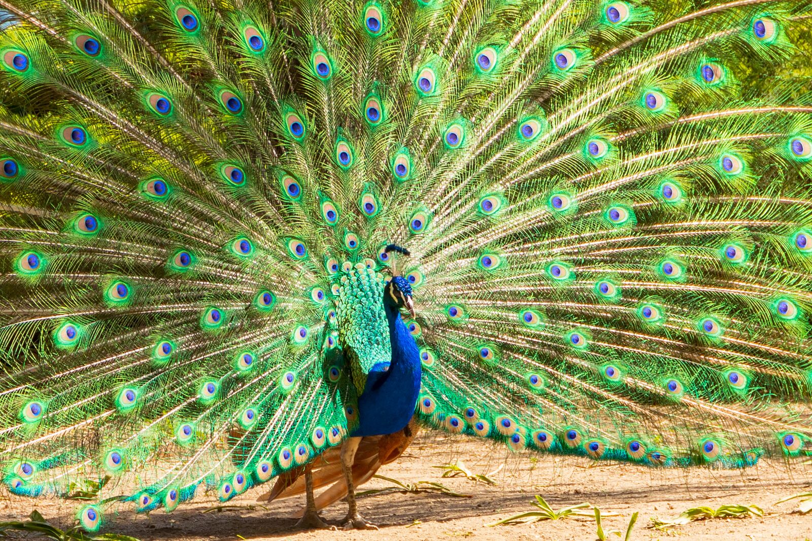 Canon EOS 6D Mark II sample photo. Peacock, feather, color photography