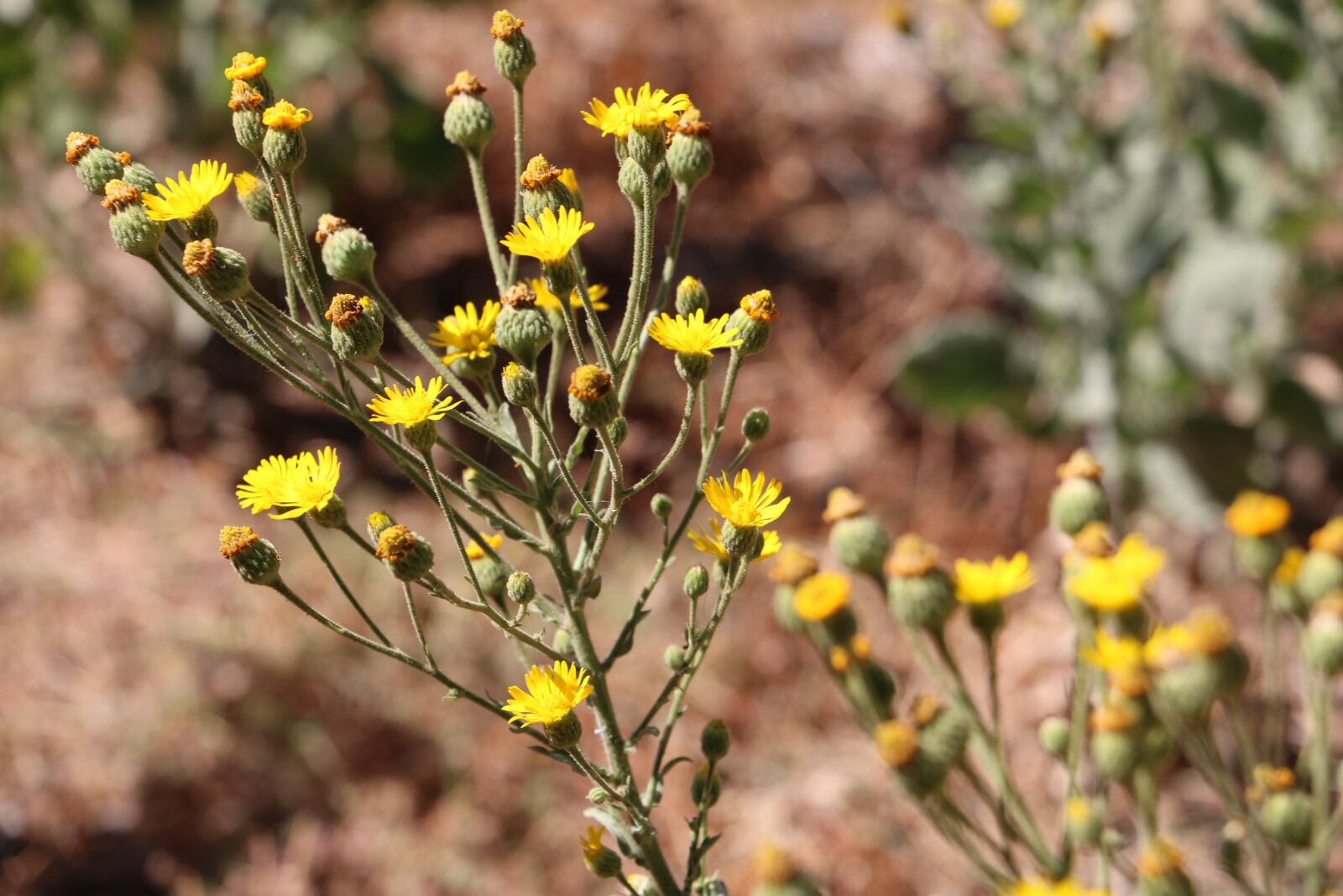 Canon EOS 70D sample photo. Trail, hiking, path photography