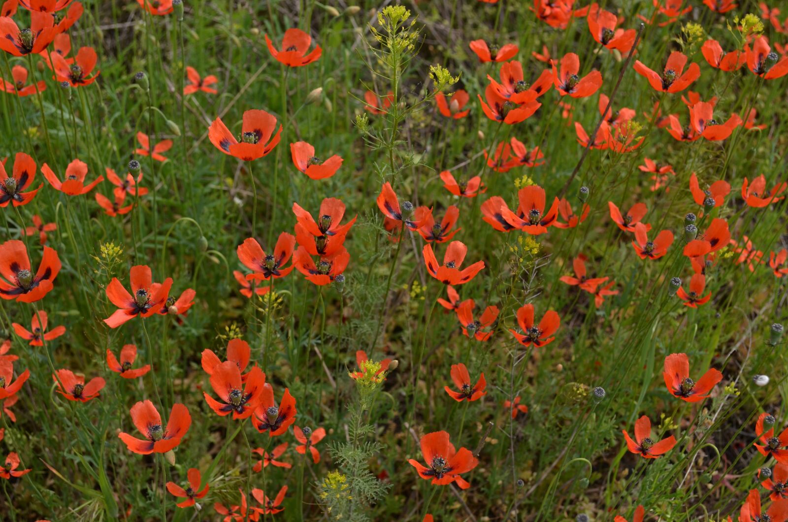 Nikon D5100 sample photo. Maki, field, spring photography