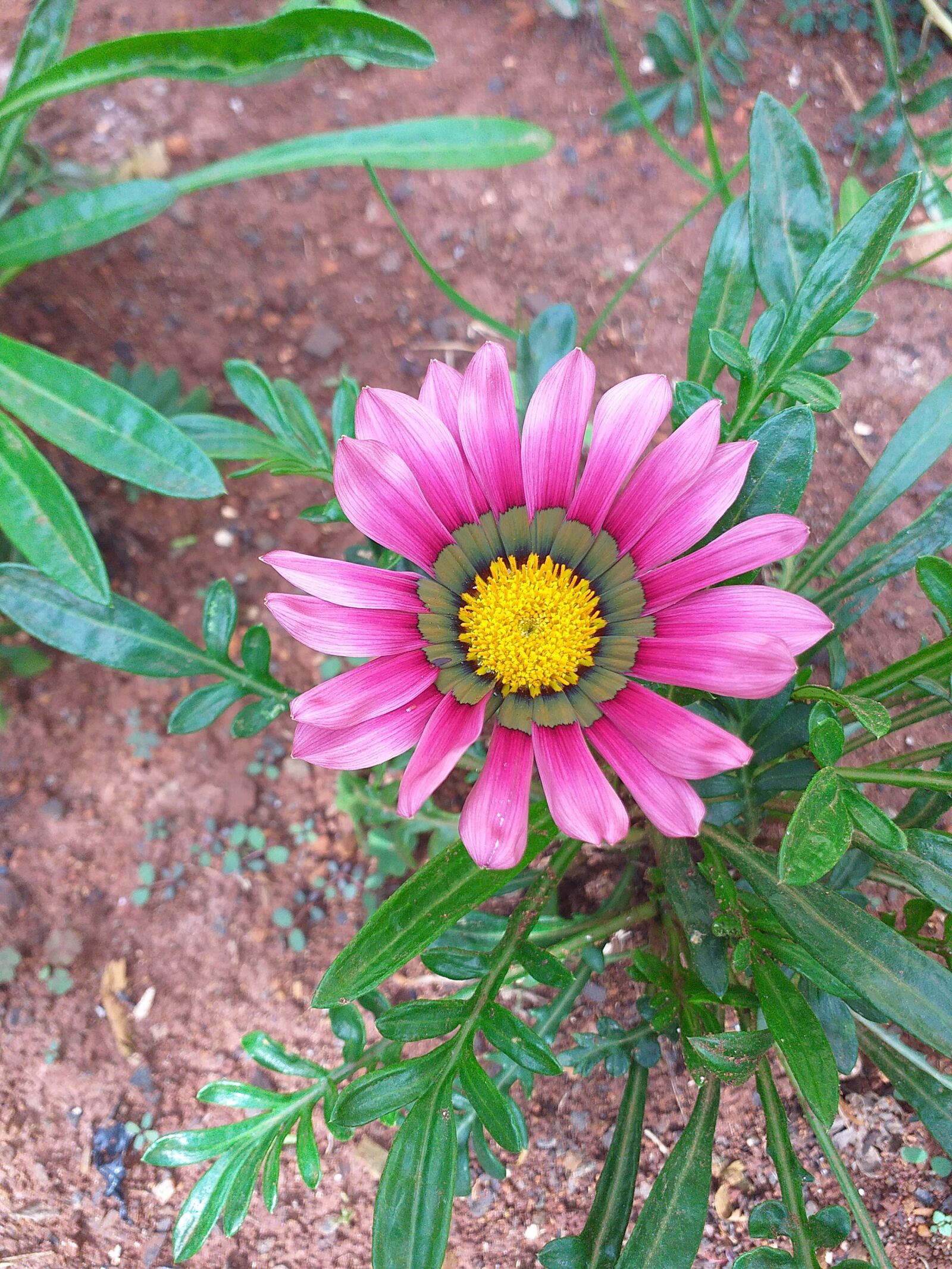 Samsung Galaxy J6+ sample photo. Flower, garden, nature photography