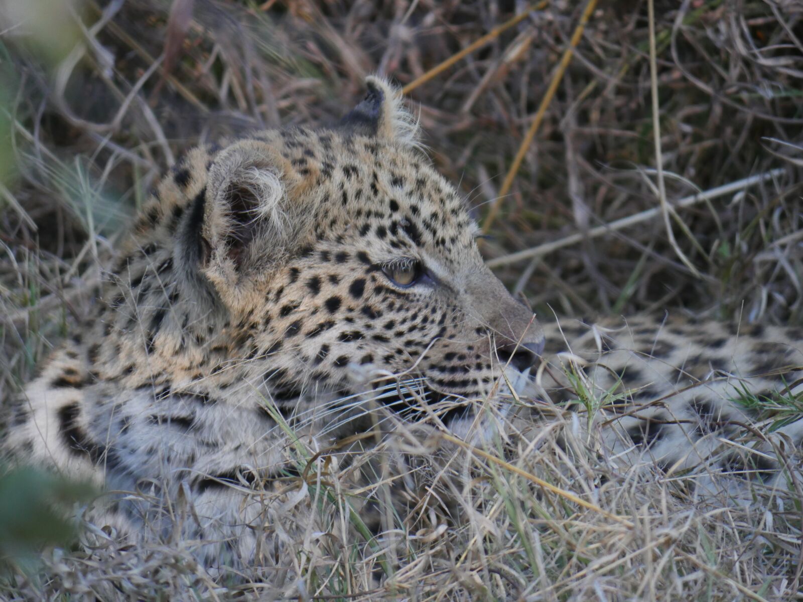 Panasonic Lumix DMC-GH4 sample photo. Botswana, leopard, predator photography