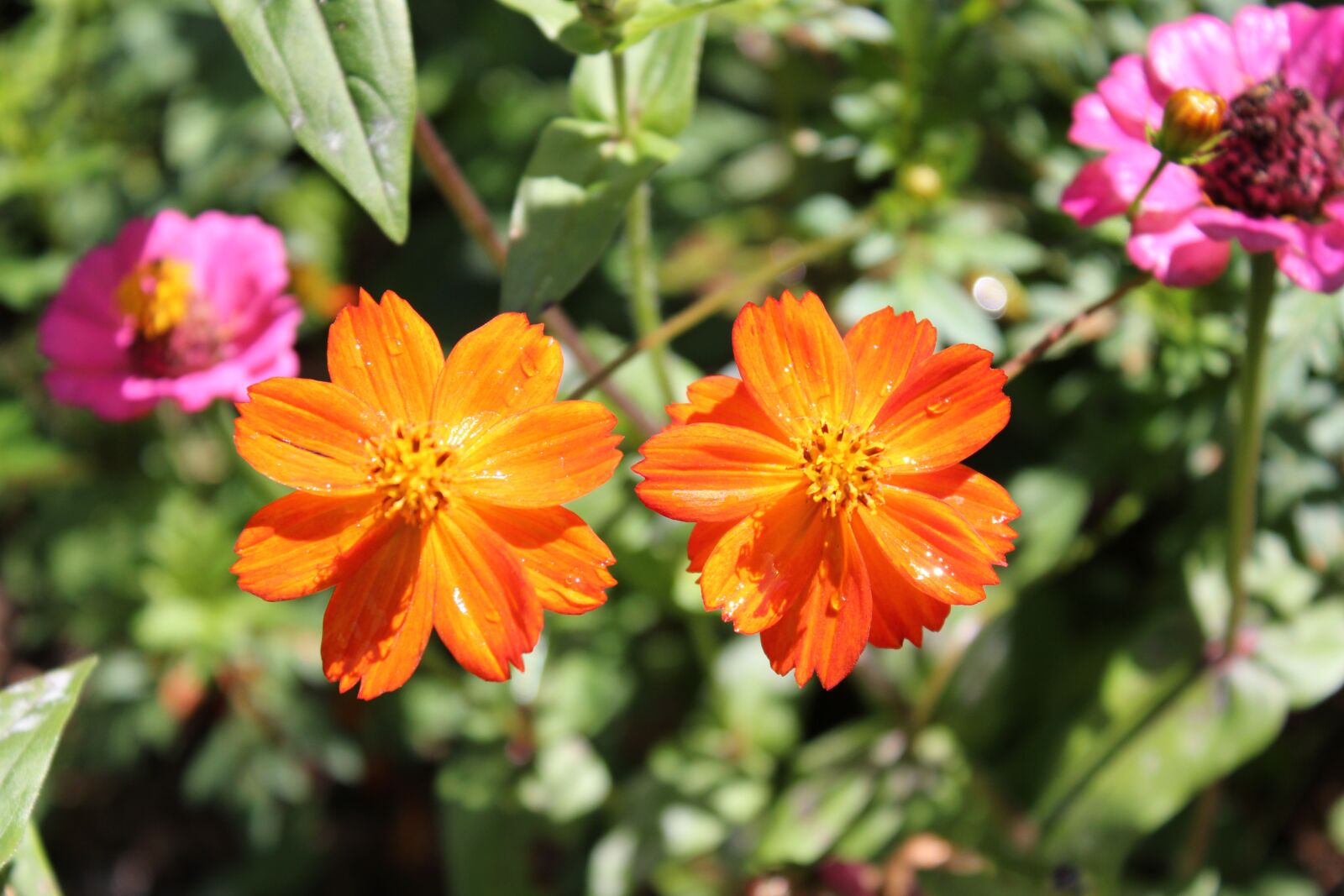Canon EOS 550D (EOS Rebel T2i / EOS Kiss X4) sample photo. Flower, nature, flora photography