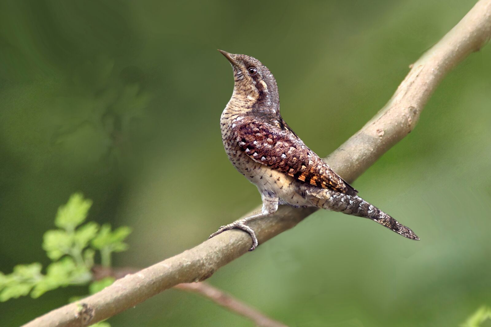 Canon EOS 5D Mark II sample photo. Wood, birds, leaf photography