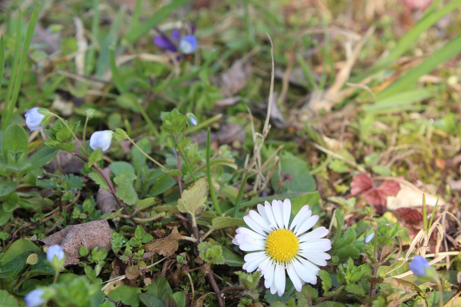 Canon EOS 1200D (EOS Rebel T5 / EOS Kiss X70 / EOS Hi) sample photo. Margaret, flower, grass photography