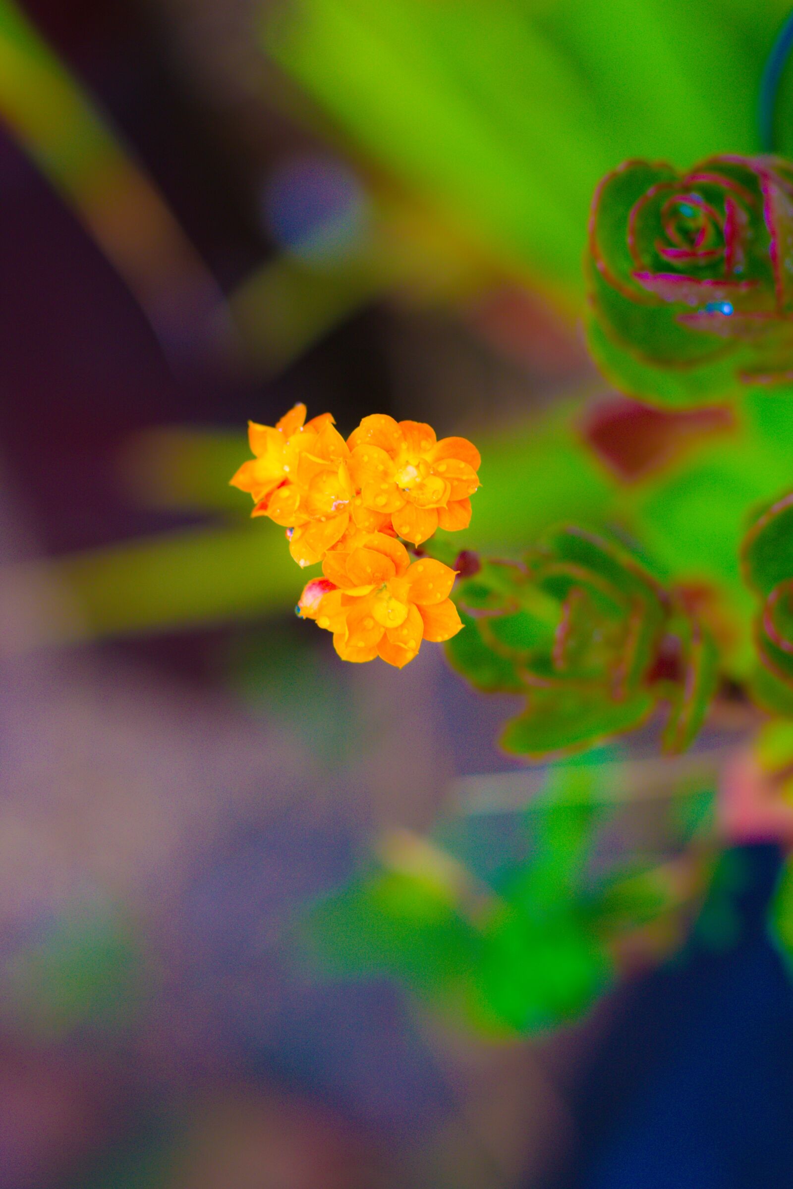 Canon EOS 700D (EOS Rebel T5i / EOS Kiss X7i) + Canon EF 50mm F1.8 STM sample photo. Flowers, yellow, orange photography
