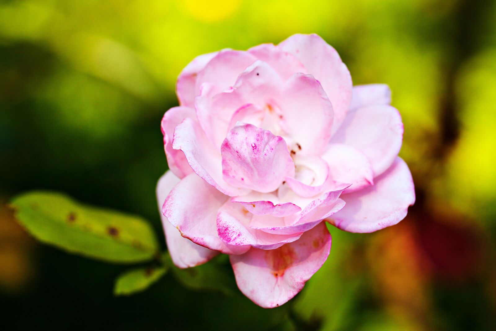 Canon EOS 5D Mark II sample photo. Rose, flower, bloom photography