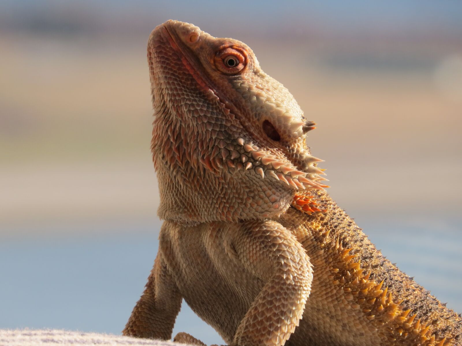 Canon PowerShot SX50 HS sample photo. Bearded dragon, critter, majestic photography