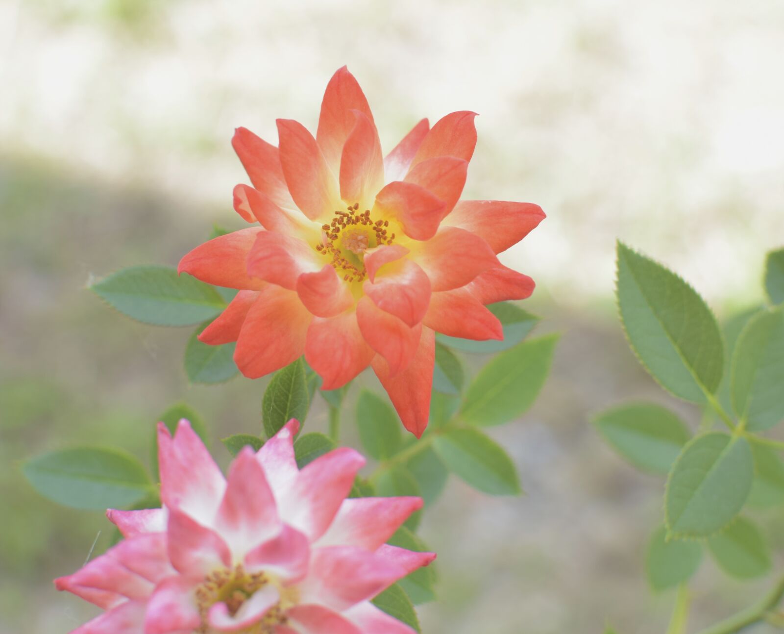 Nikon D5300 sample photo. Flowers, garden, summer photography