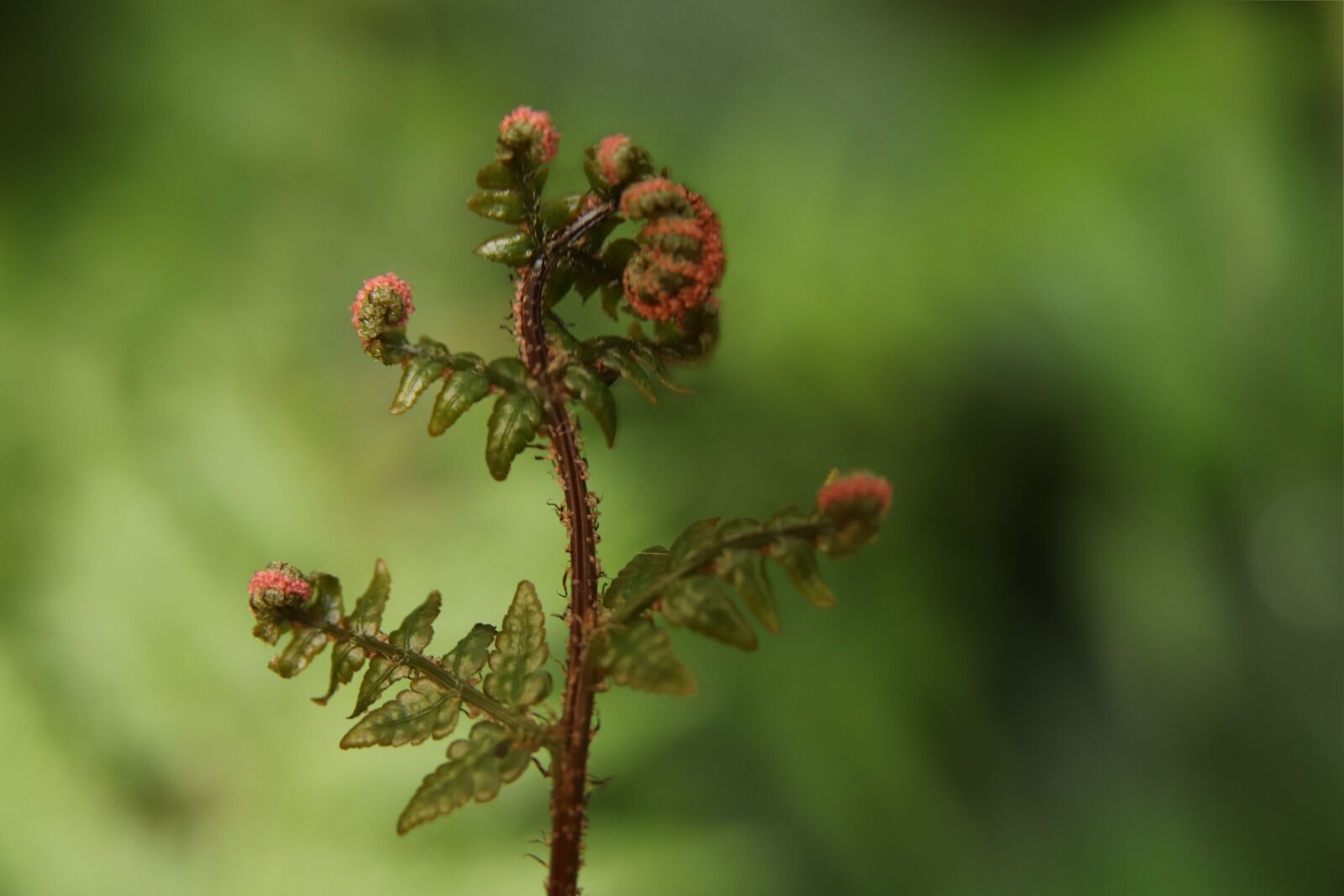 Canon EOS 800D (EOS Rebel T7i / EOS Kiss X9i) sample photo. Fern, unroll, fiddlehead photography