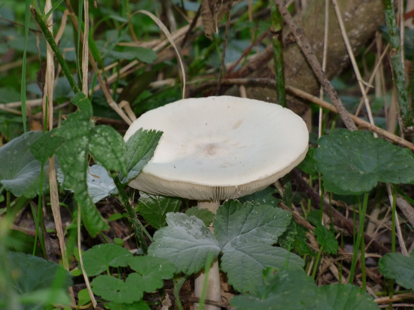 Panasonic DMC-FZ72 sample photo. Boletus, foliage, forest photography