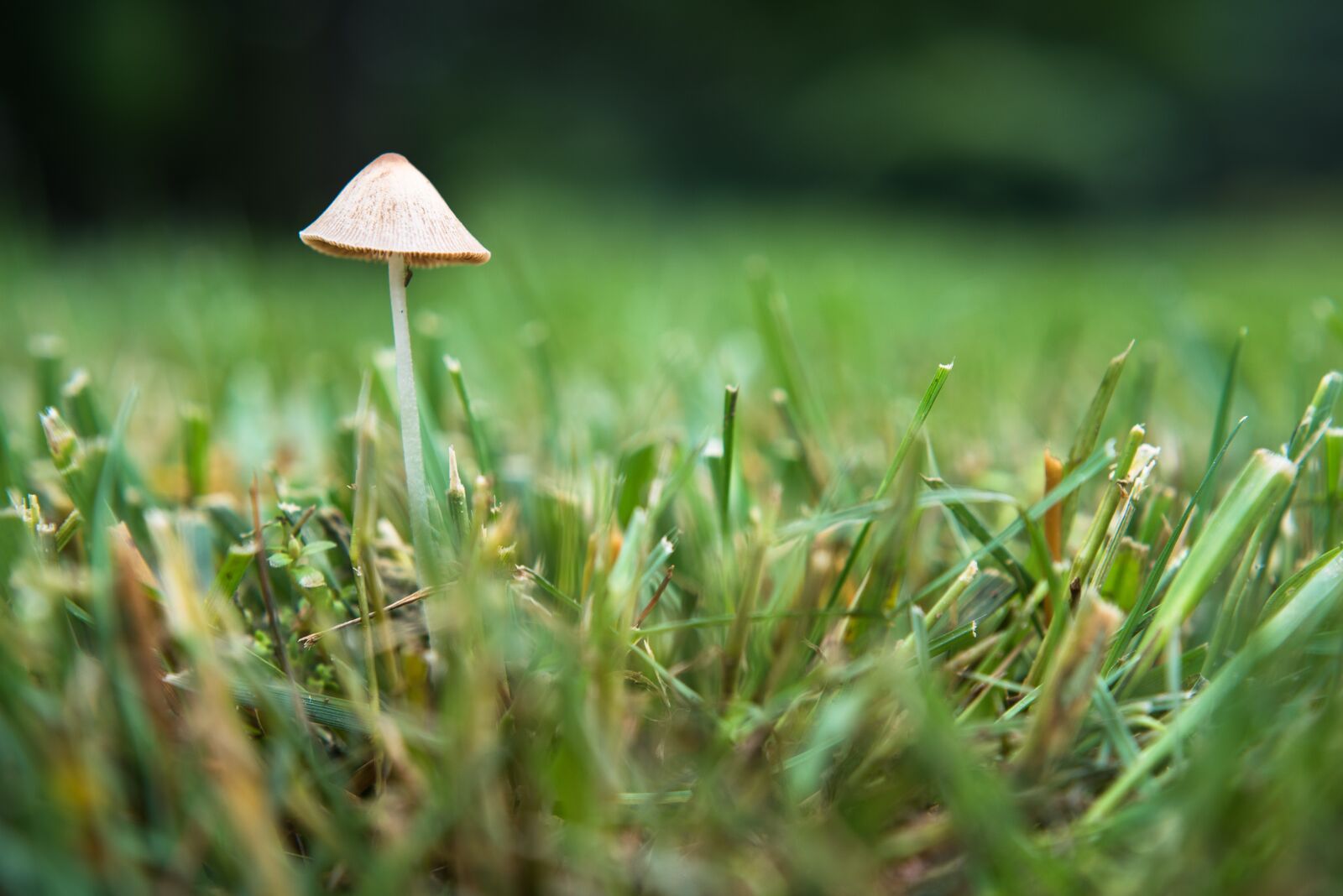 Nikon D750 sample photo. Toadstool, mushroom, green photography