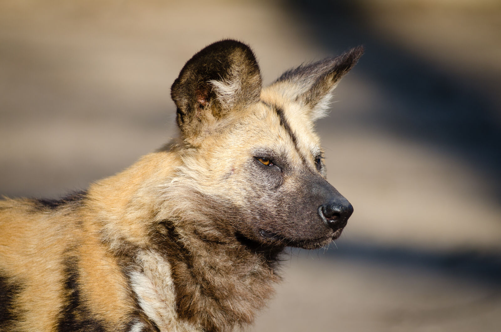 AF Zoom-Nikkor 80-200mm f/2.8 ED sample photo. Black, brown, and, white photography