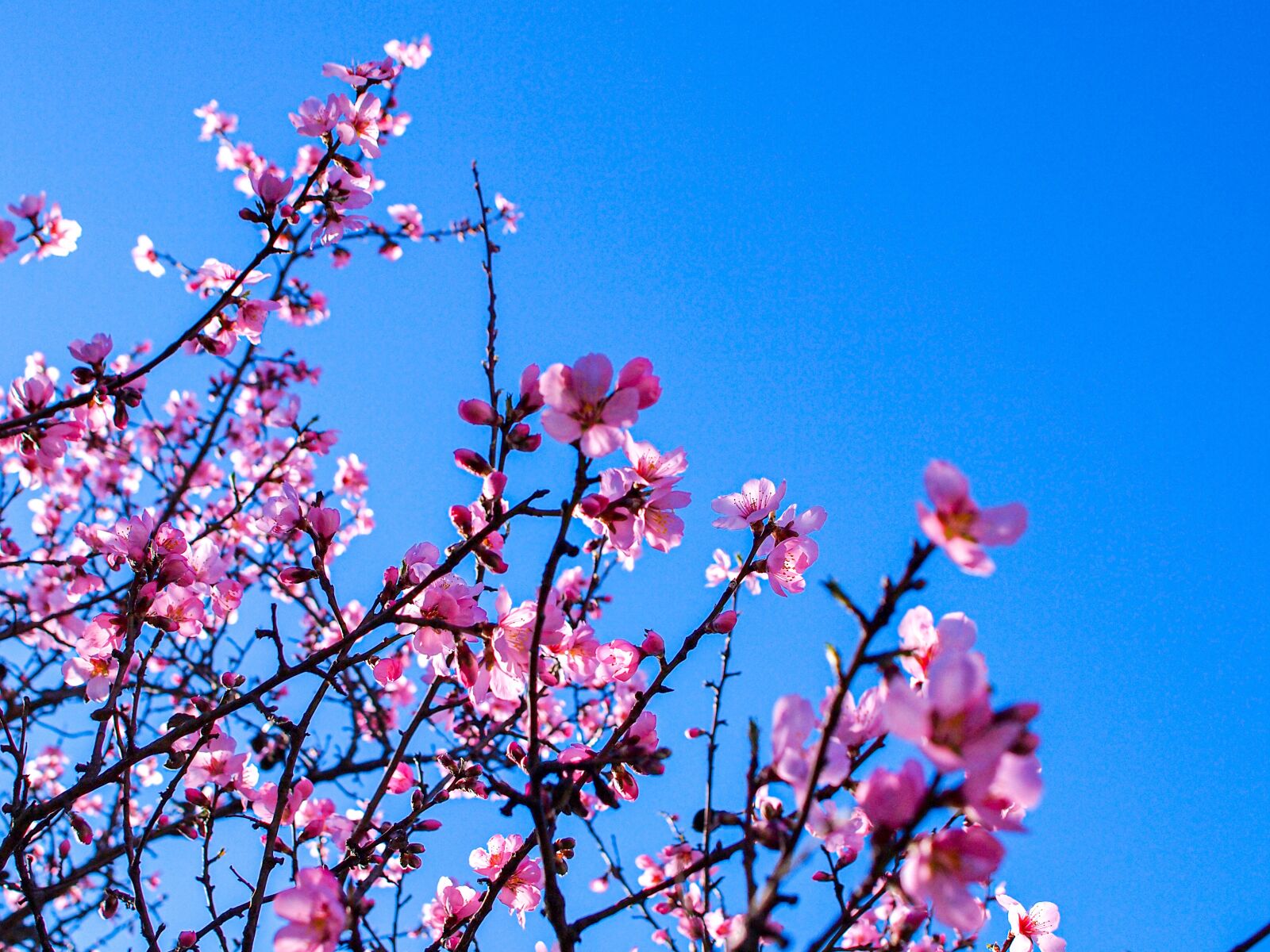 Olympus E-5 sample photo. Spring, blossom, bloom photography